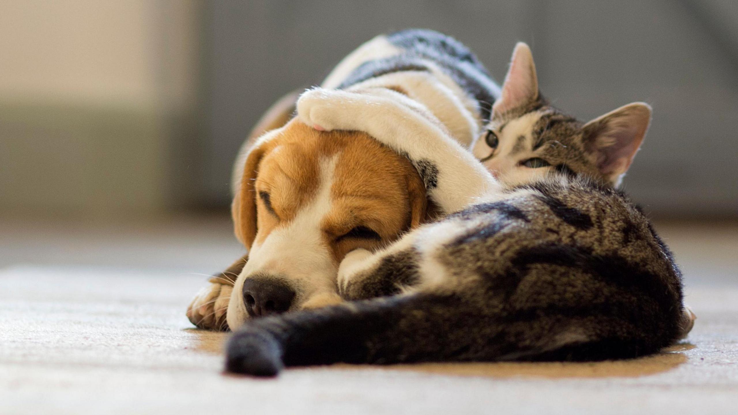 A cat pawing playfully at a dog which is sitting peacefully next to it.