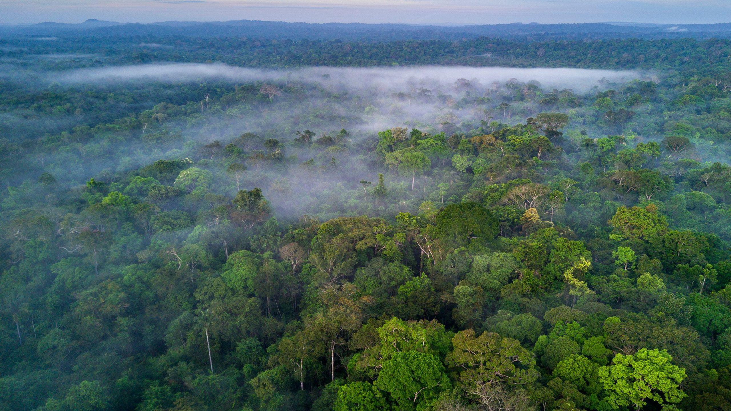An amazon landscape at morning or dusk. Low cloud hangs over thousands of treetops which advance into the purple sky and mountains in the far distance.
