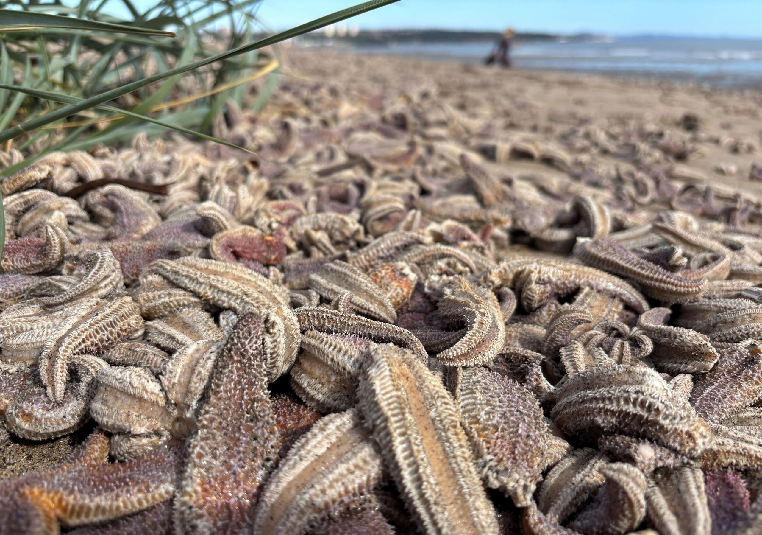 Close-up of dead starfish on beach