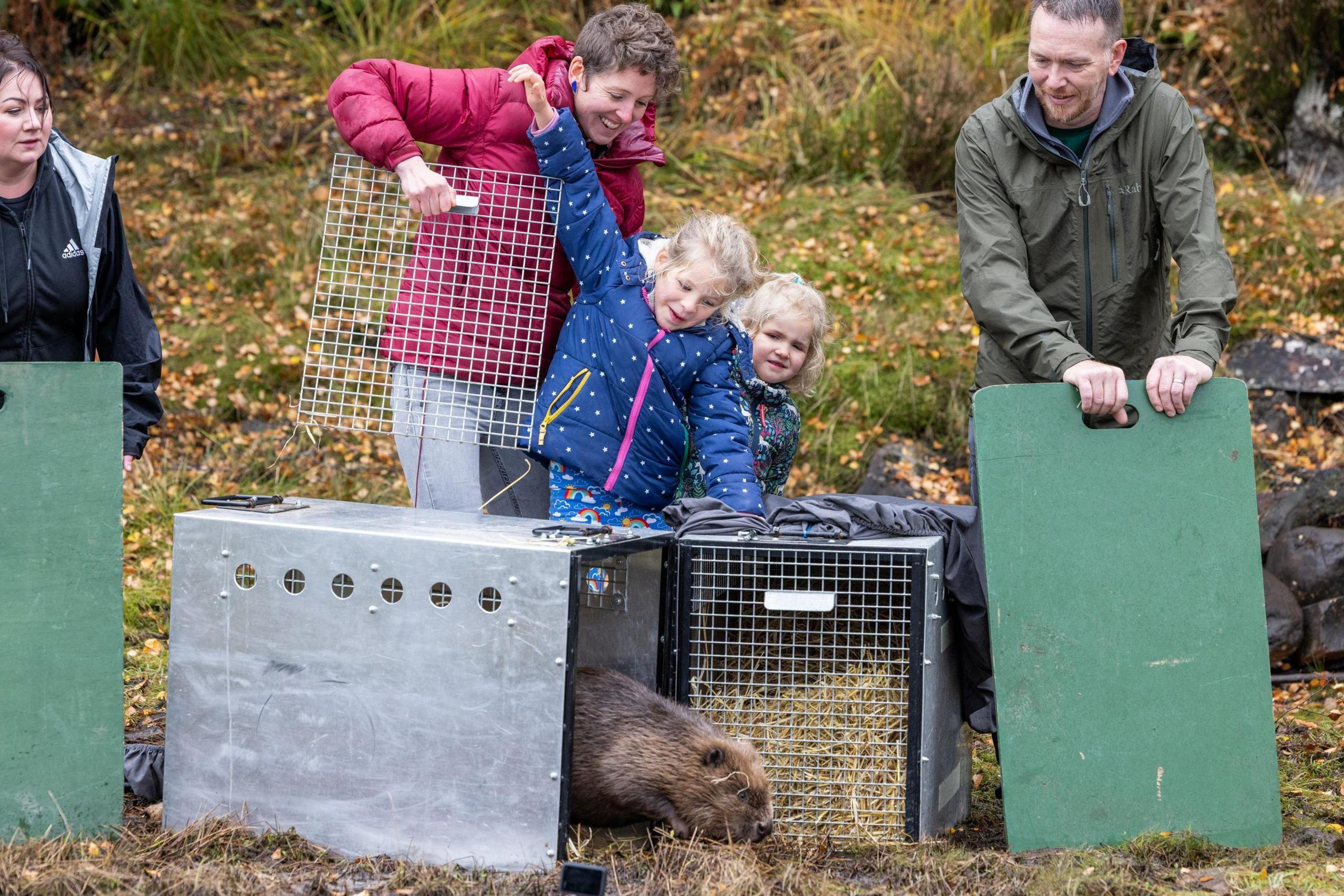 The beaver comes out of the small metal crate. A woman accompanied by two girls has released the animal. A woman and a man watch as the beaver emerges.
