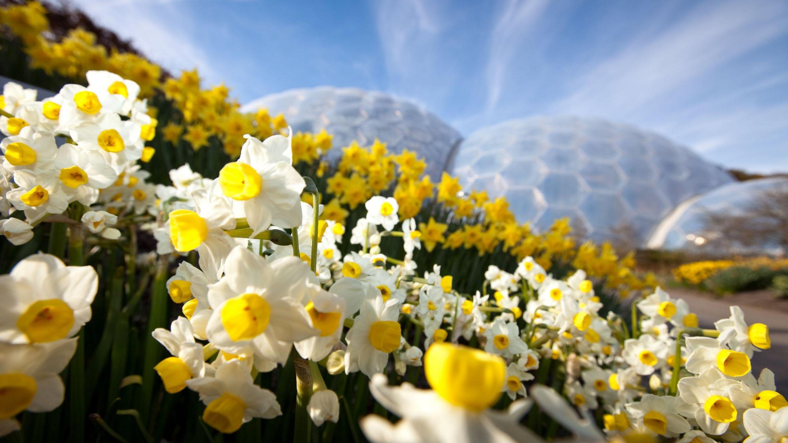 A field of daffodils in the foreground of the Eden Project domes.