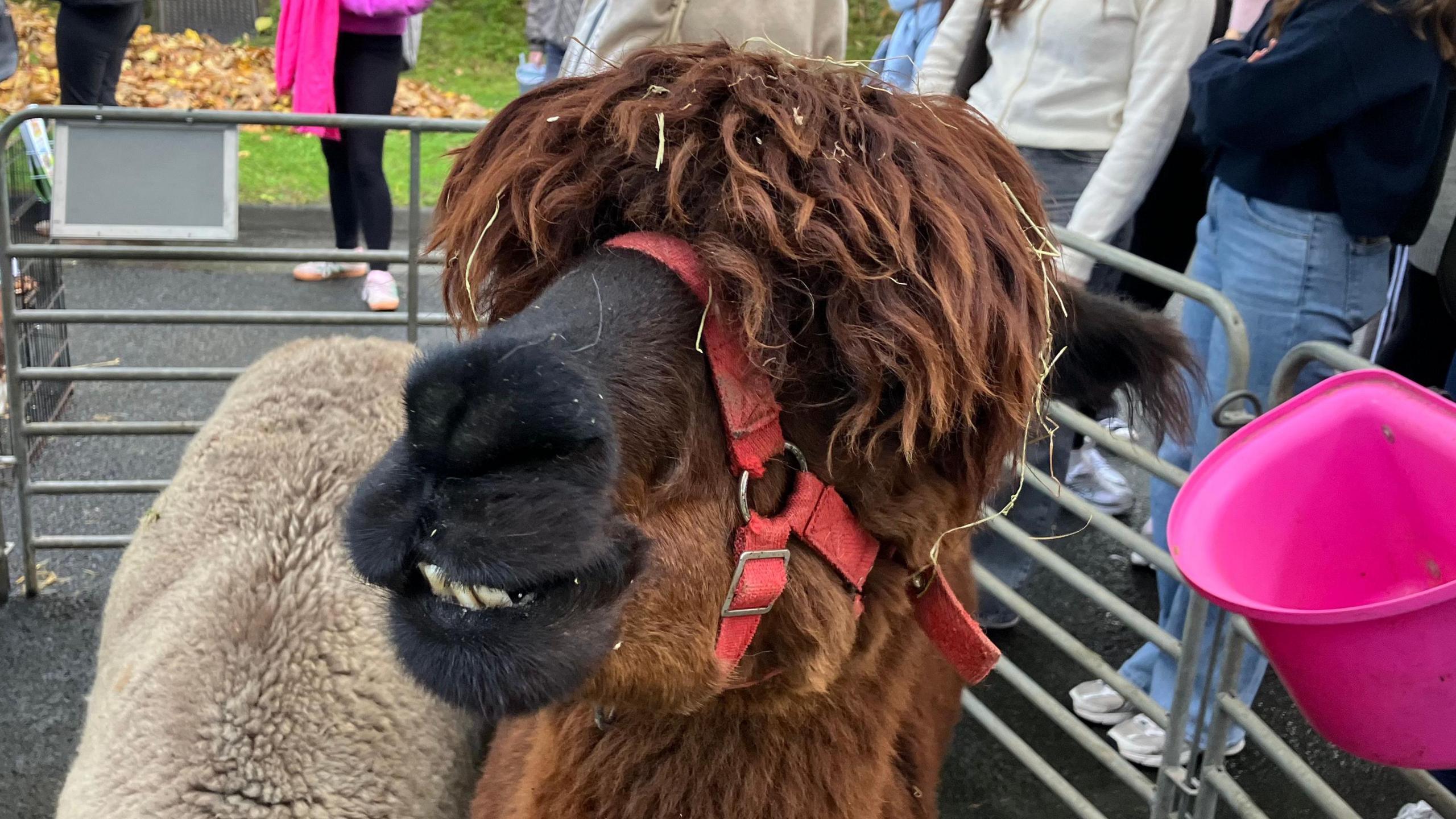 A brown alpaca in a metal pen, it has a long top of curly hair on its head and is wearing a red lead. There are a number of young people standing behind it. Theres another alpaca in the pen.