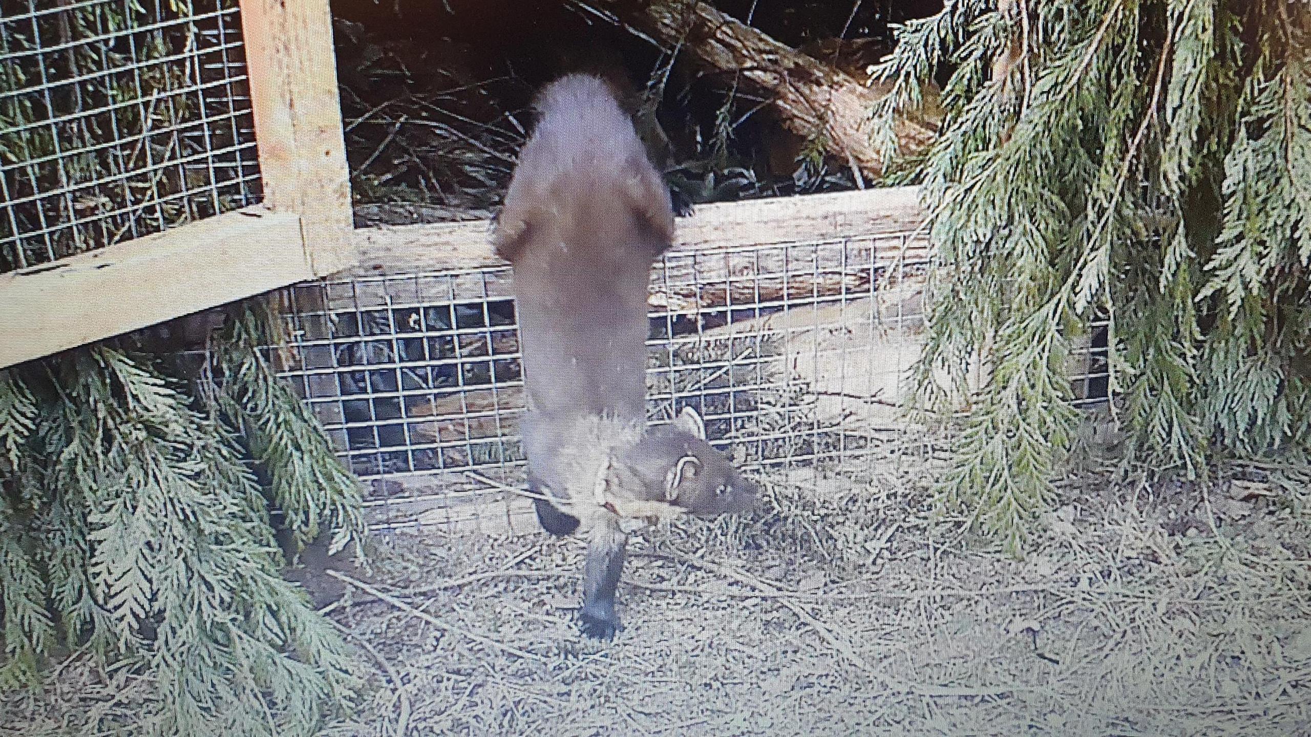 A pine marten tentatively stepping out of its temporary enclosure in the wild. 