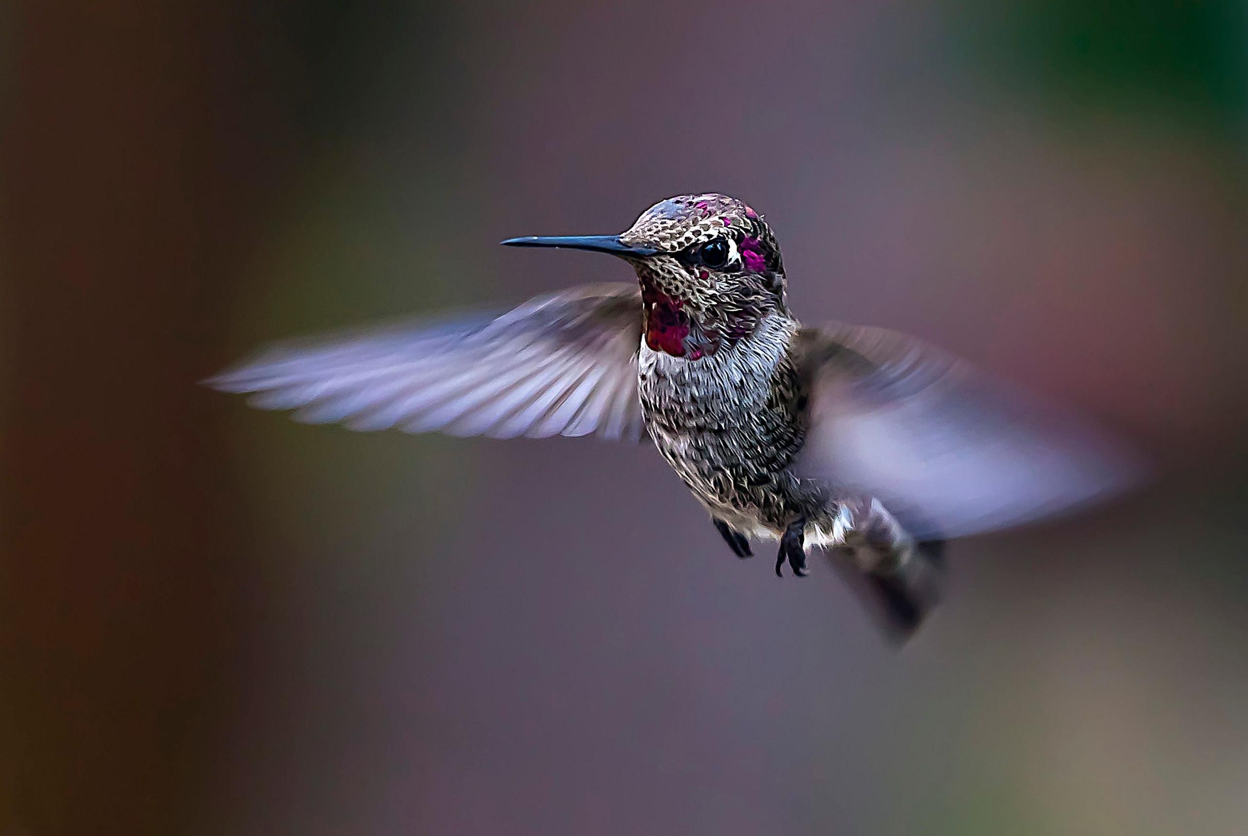 Hummingbird flapping its wings rapidly