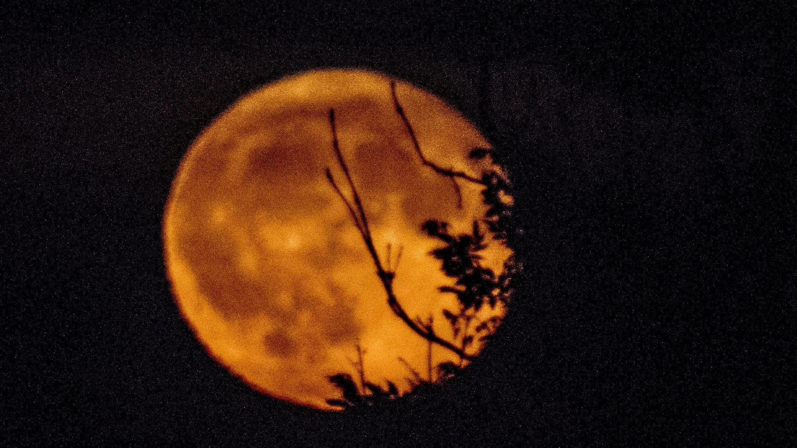 An orange-coloured moon with shadows of trees in front of it. The sky is black. 