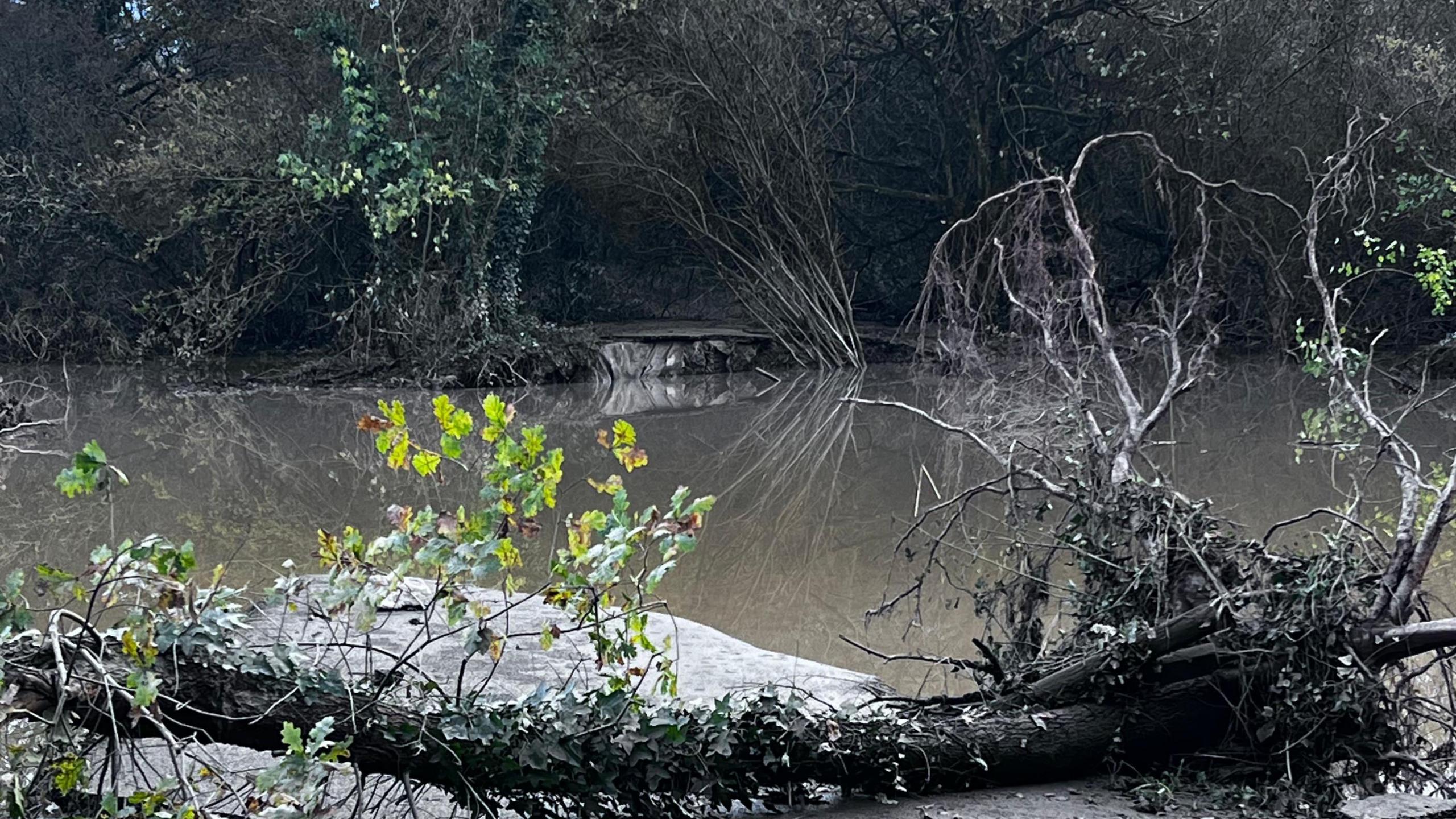 Flooded water with trees in front and behind it.