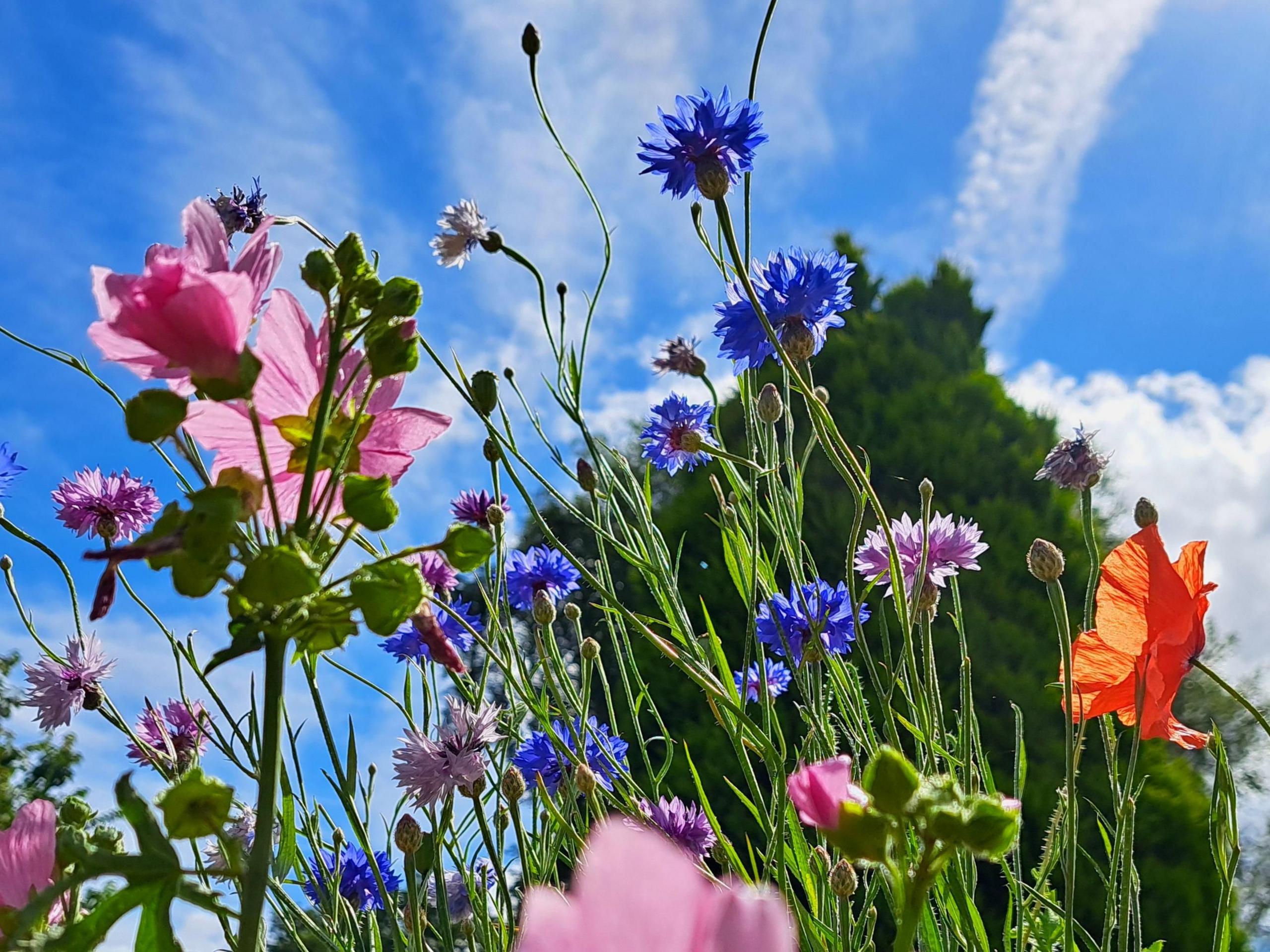 Low-level shot looking up through a clump of wild flowers to a blue sky with a tall tree in the background