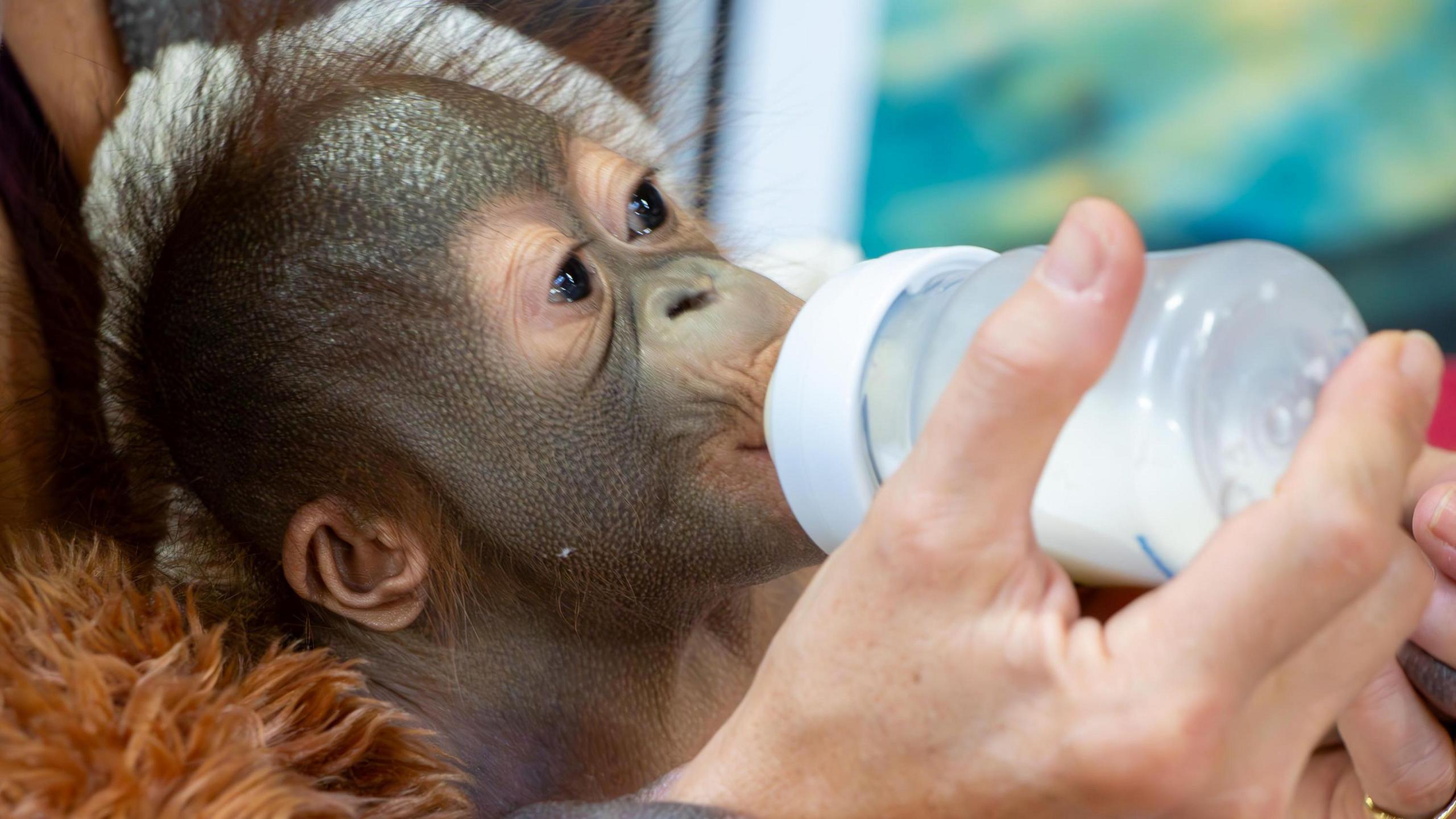 Sibu Junio is sat in a human's lap and is being fed a baby bottle of milk formula