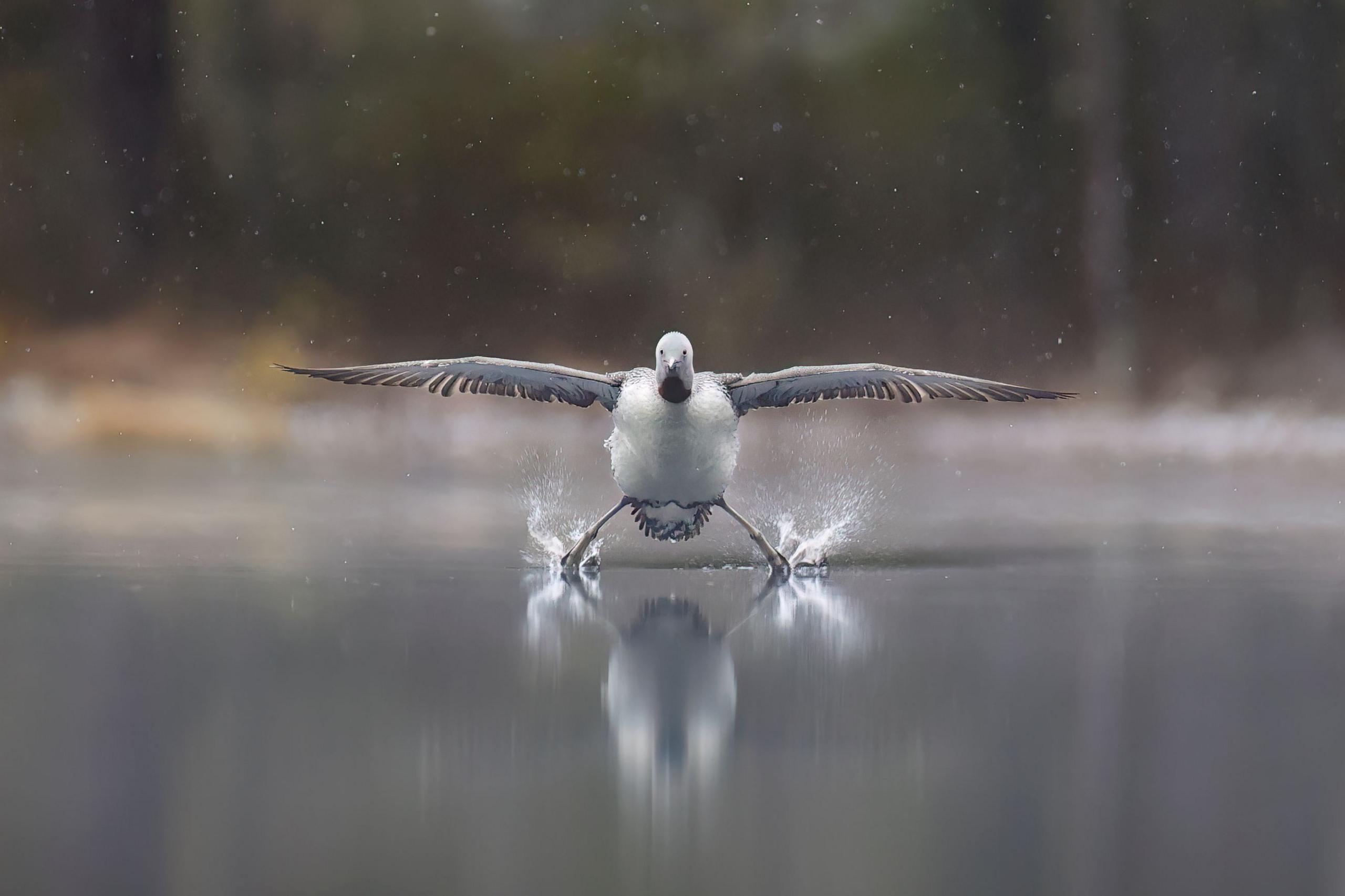 A red throated loon lands on water with its legs and wings outstretched