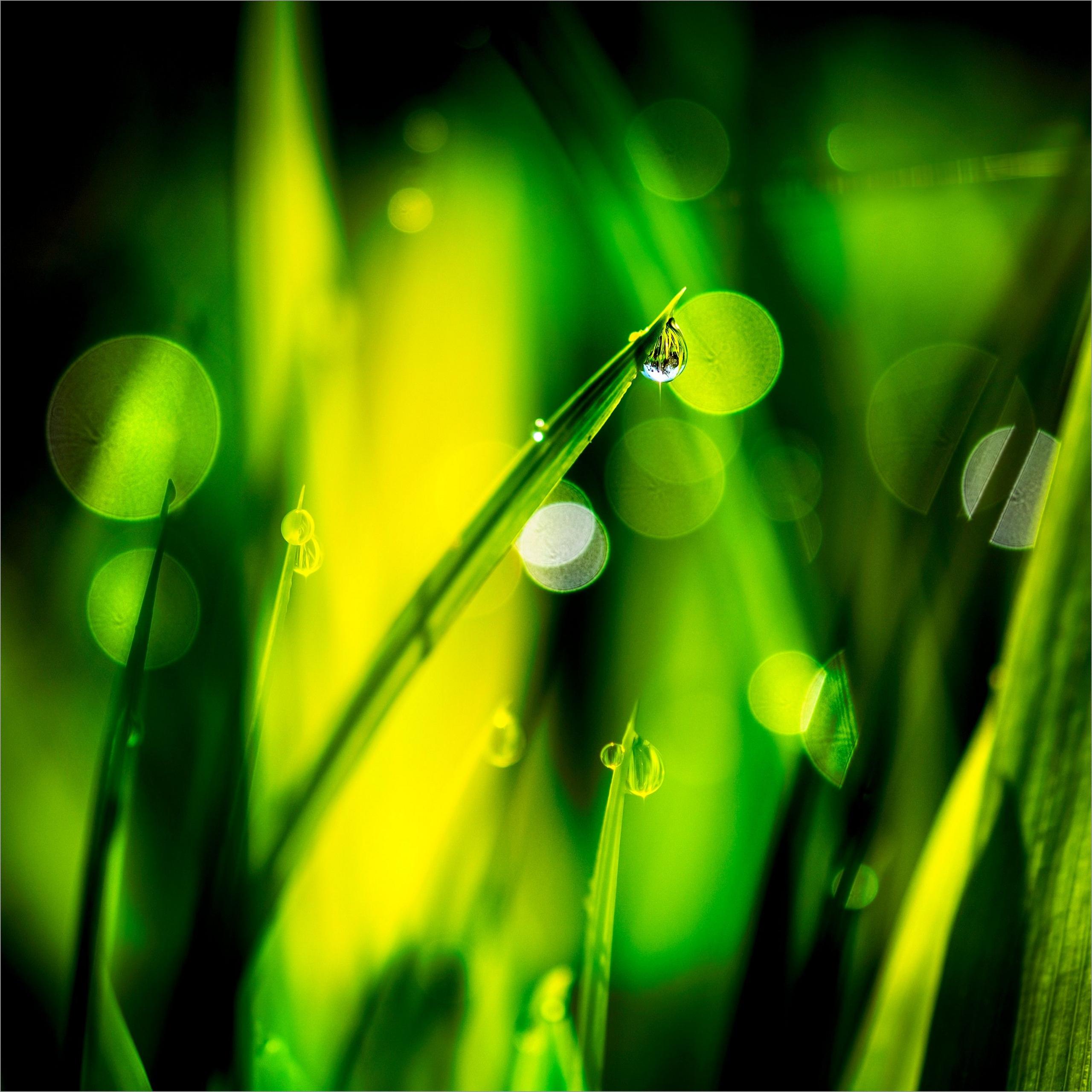 Dew drops on green shoots