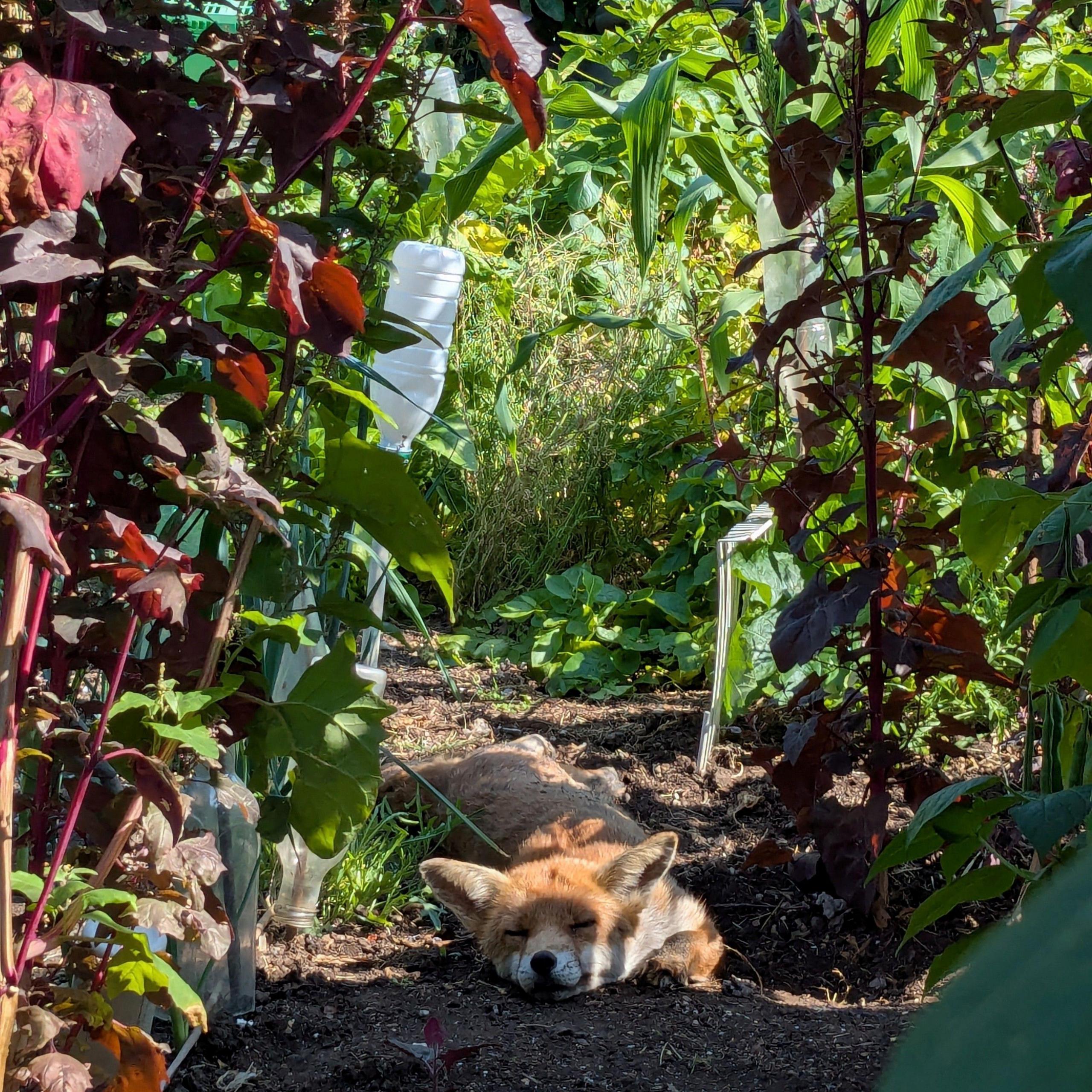 Fox snoozing in among plants, with sun shining on its head.