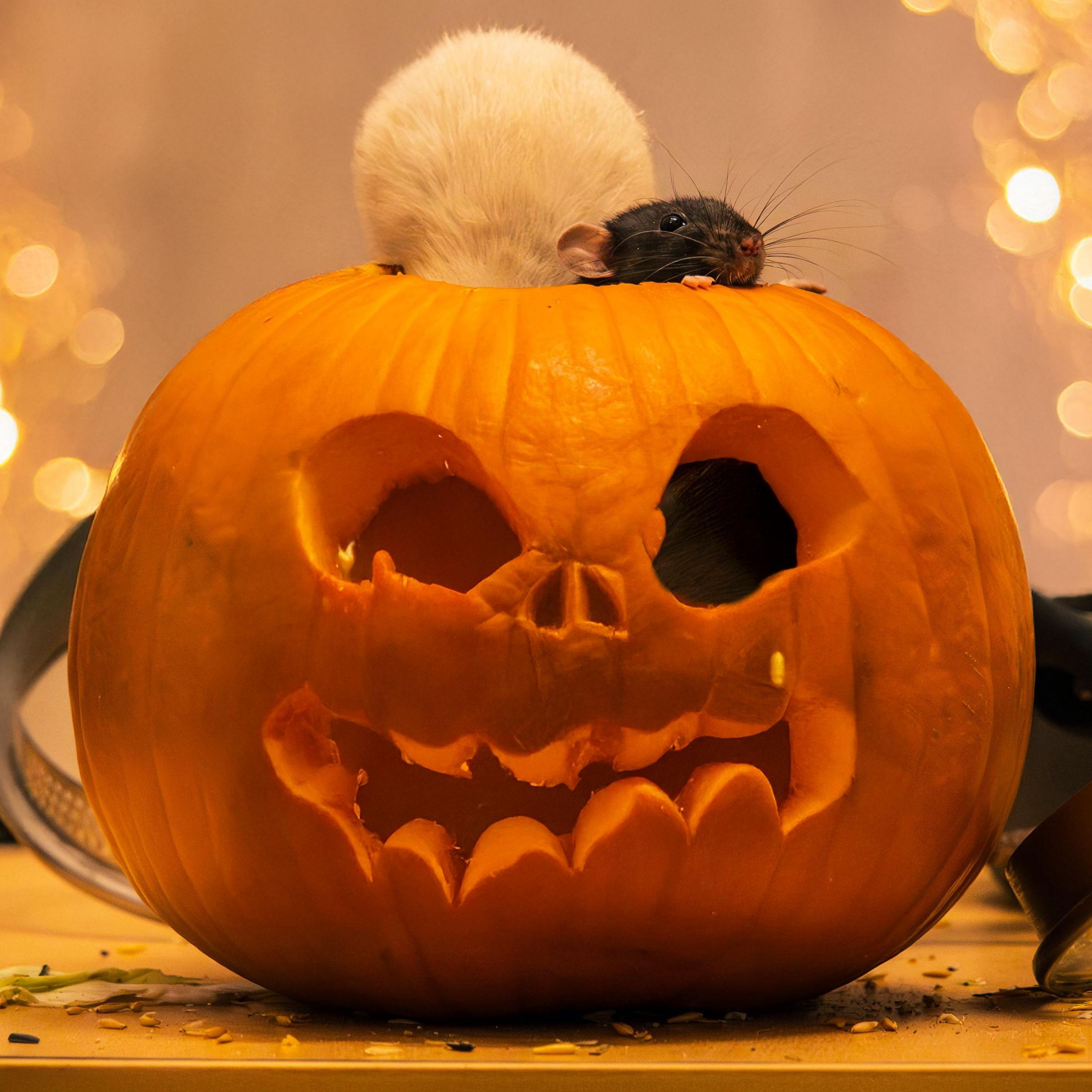 A rat is crawling out of a carved pumpkin with a spooky face that's placed on a table, with twinkly lights behind it