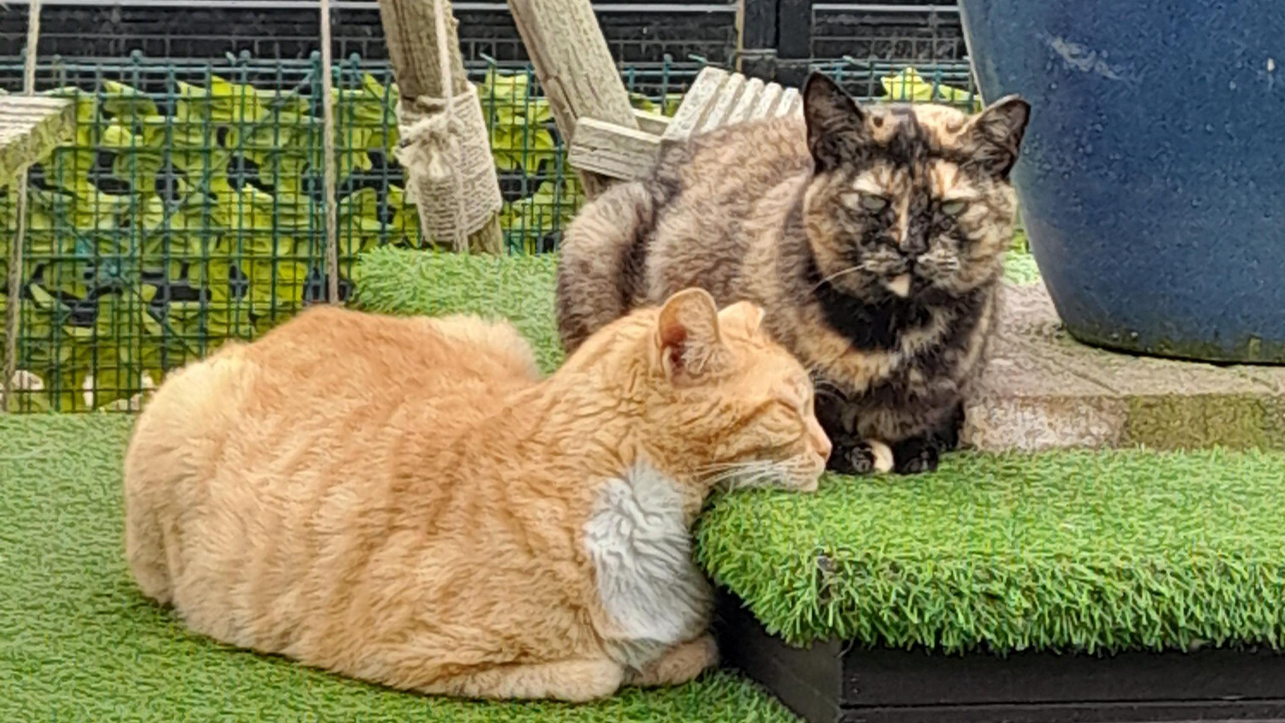 A tortoiseshell cat and a ginger cat nap on some grass