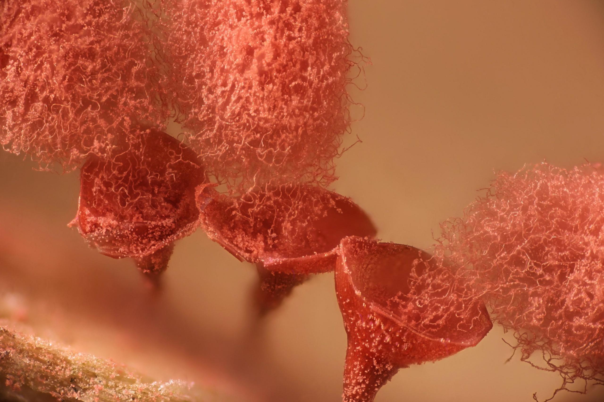 Slime mold releasing spores.
