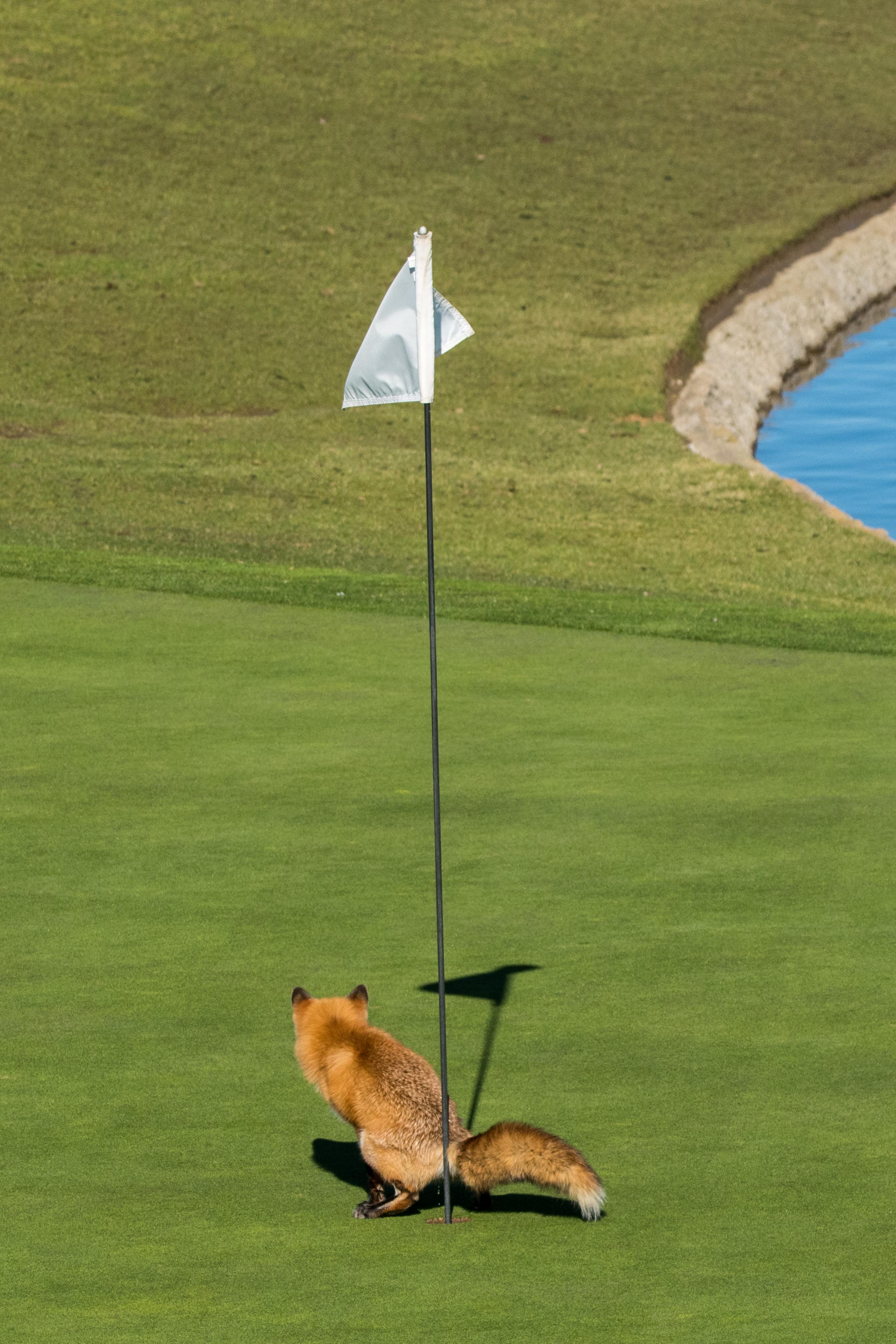 Fox sits over a hole in a golf course