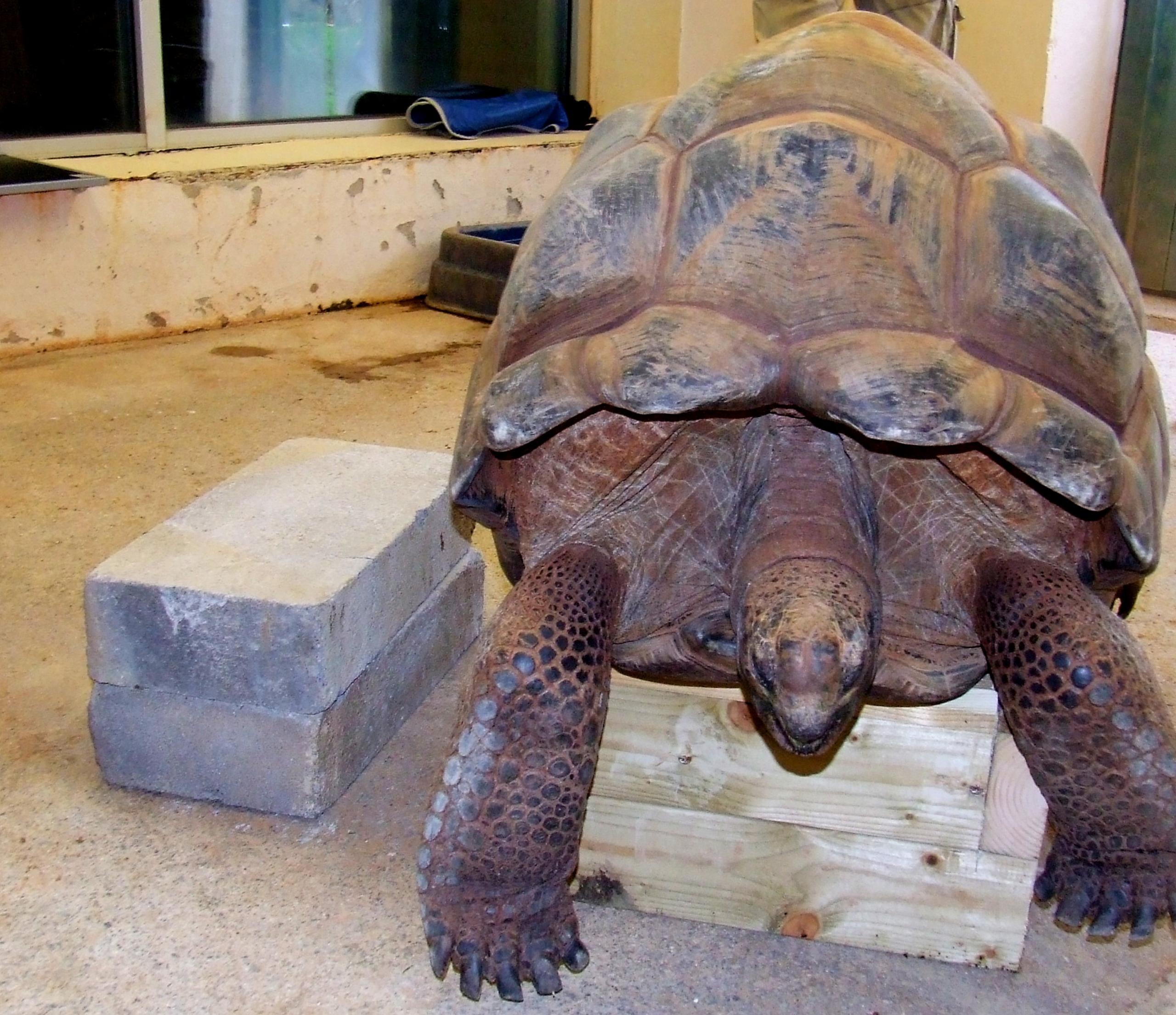 Giant tortoise