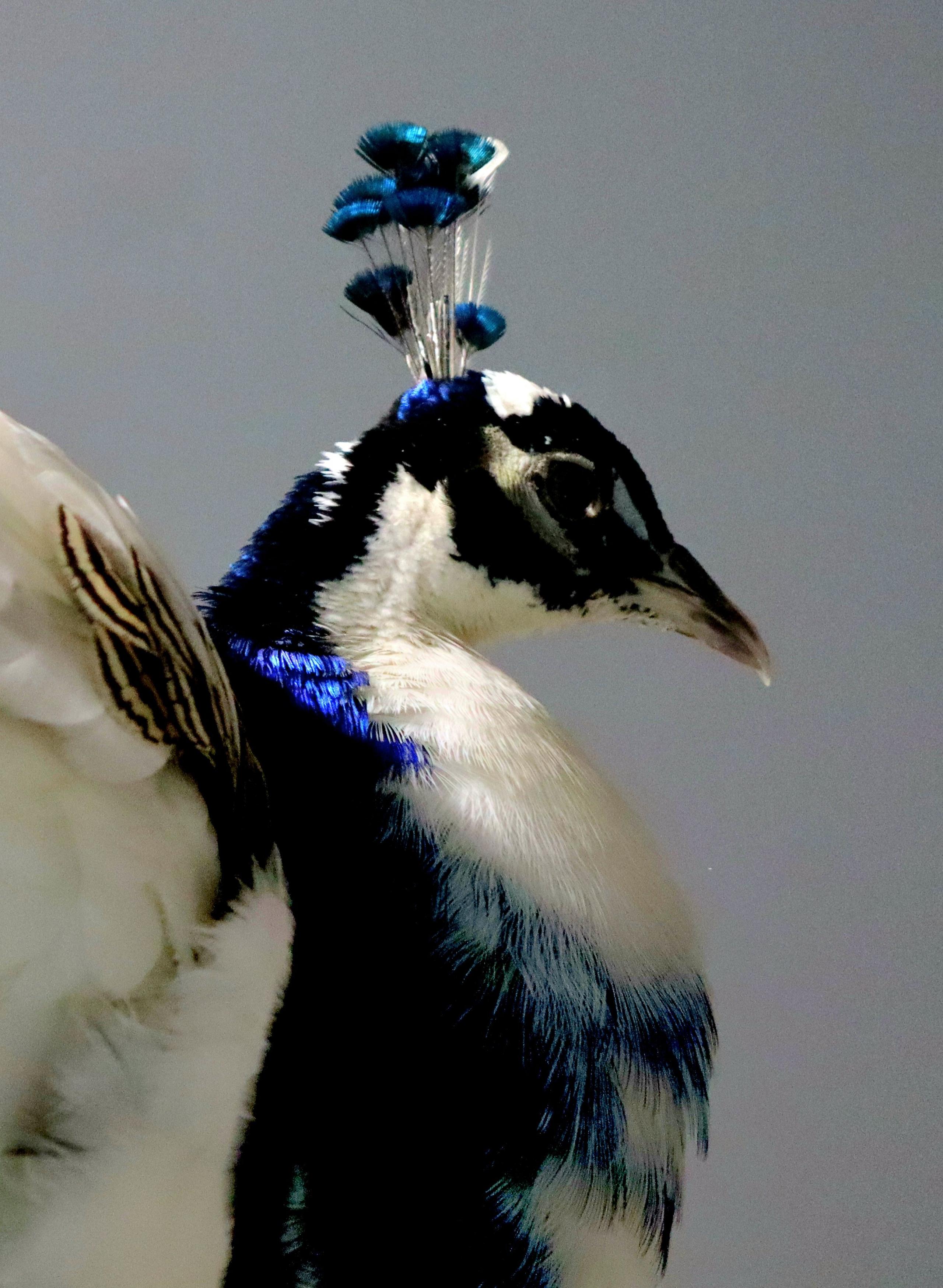 Close up of a peacock with royal blue plumage