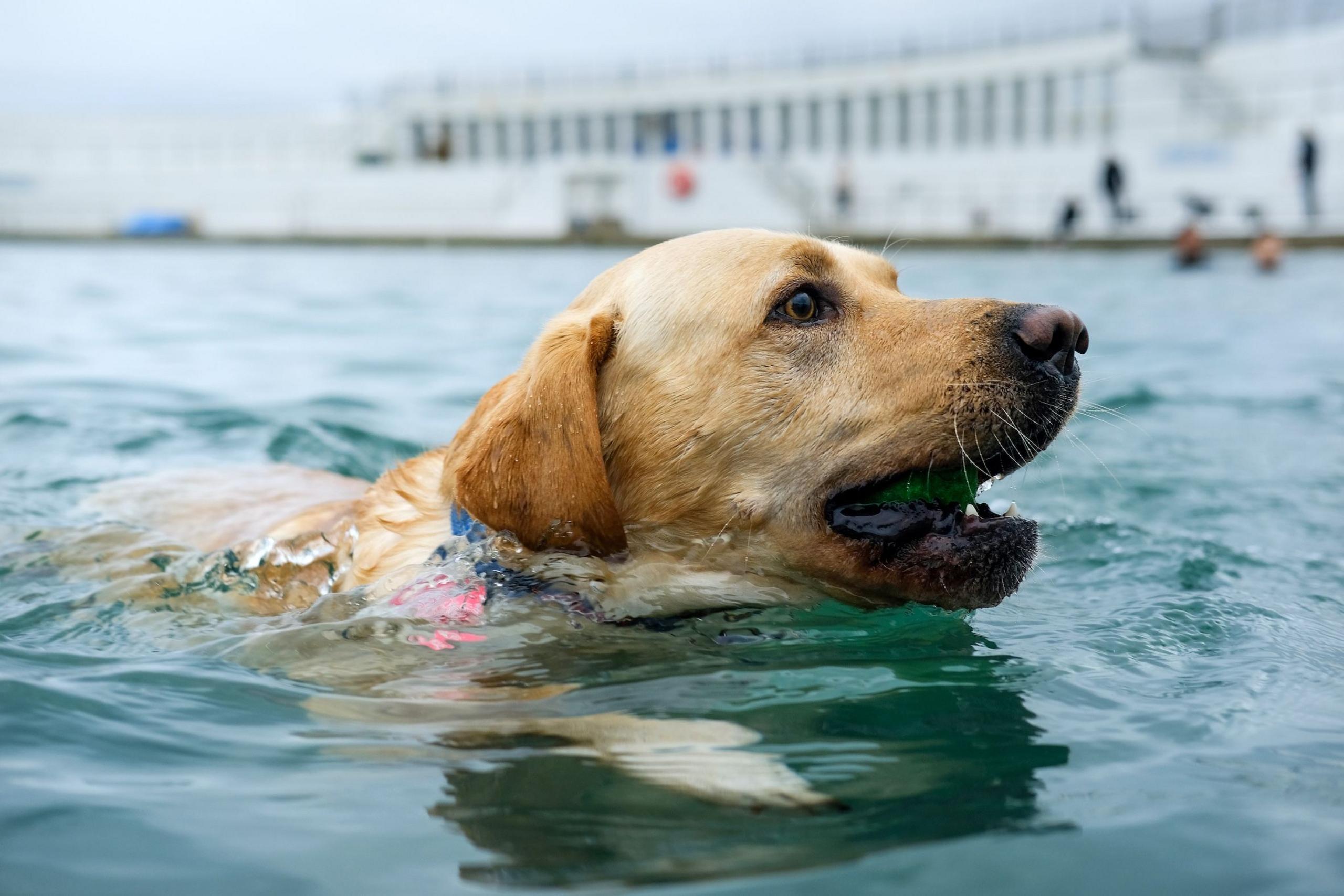 A labrador dog swims in an art deco pool with a tennis ball in its mouth.