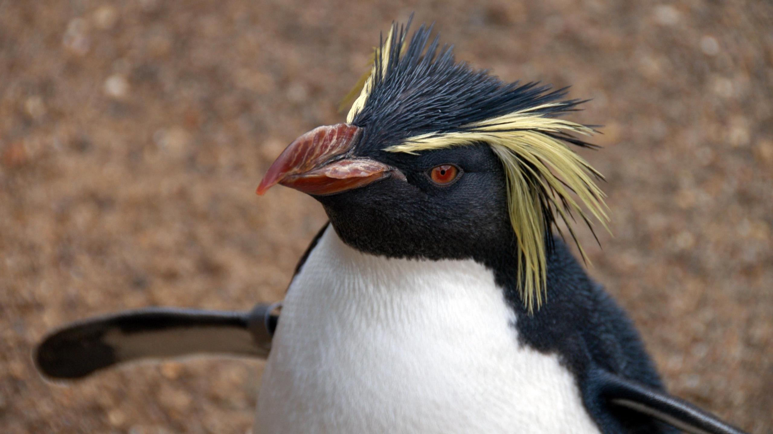 Rockhopper penguin at ZSL London Zoo during animal inventory, 2008. It has large black and yellow eyebrows and red eyes.