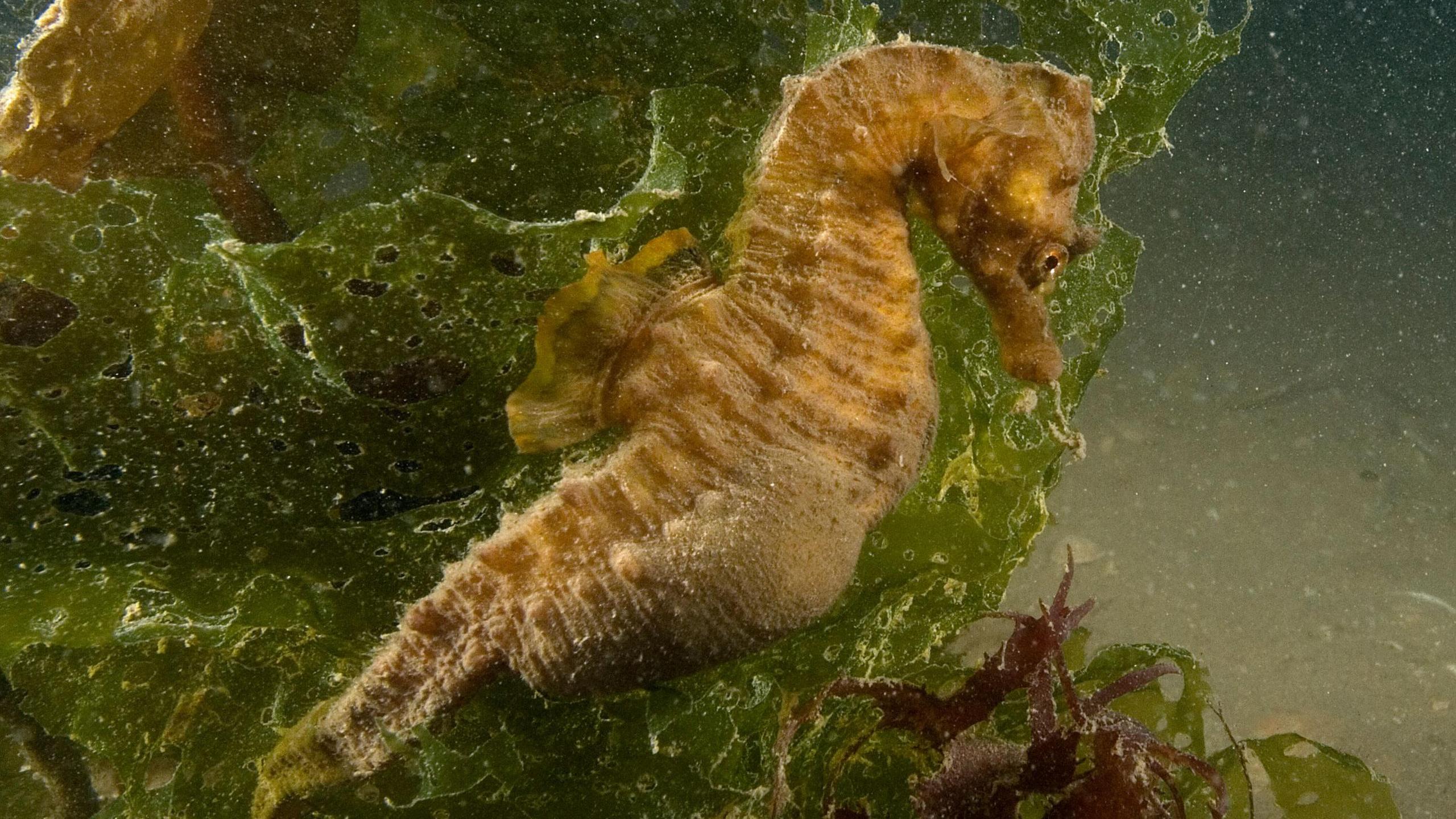 A short snouted sea horse, a small brown fish floating above a bed of seaweed, photographed underwater on the chalk reef off the coast of Sussex.