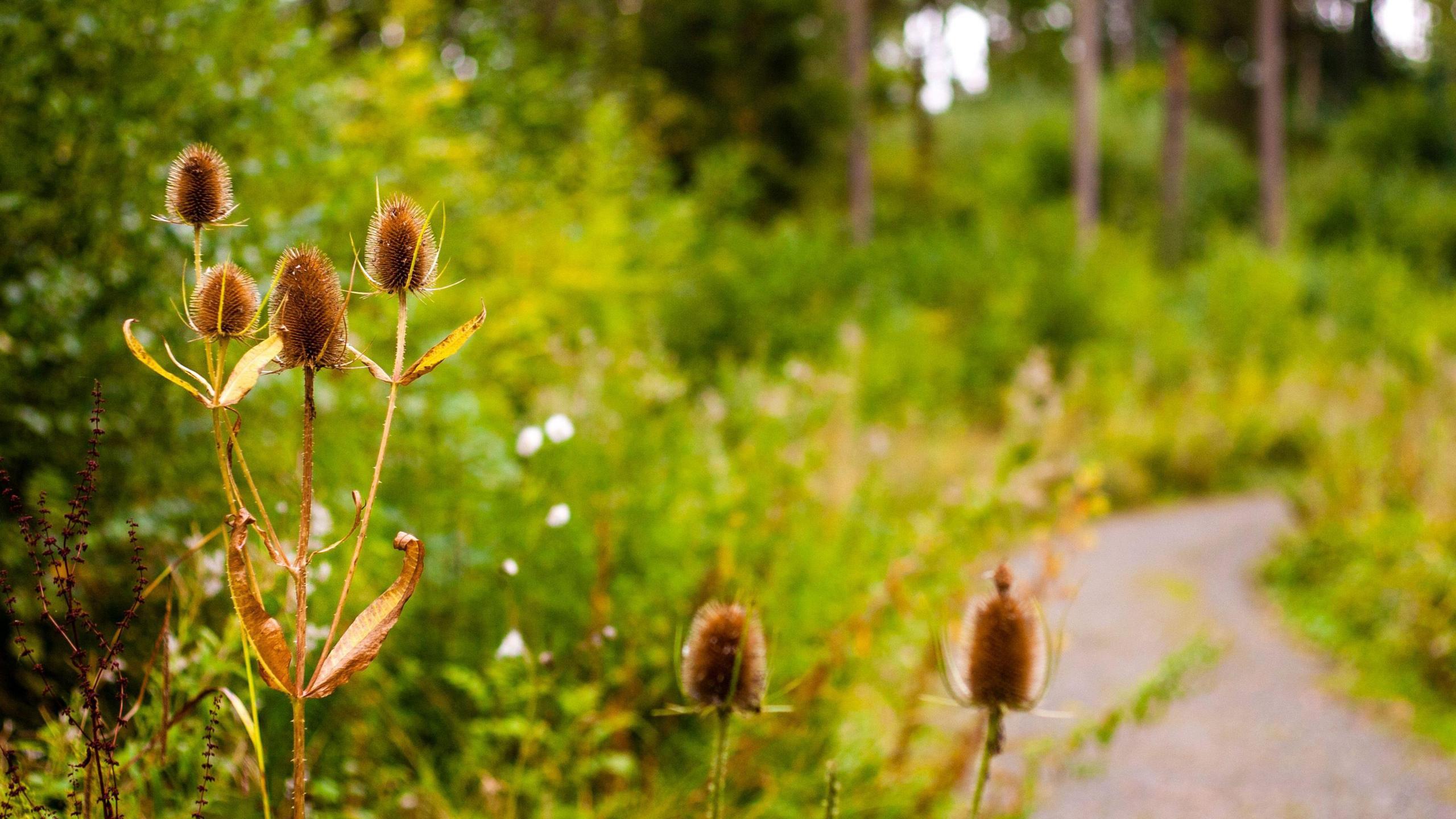 Pathway in Tiddesley Wood with a close-up of teasel growing with its cone-like flower heads.