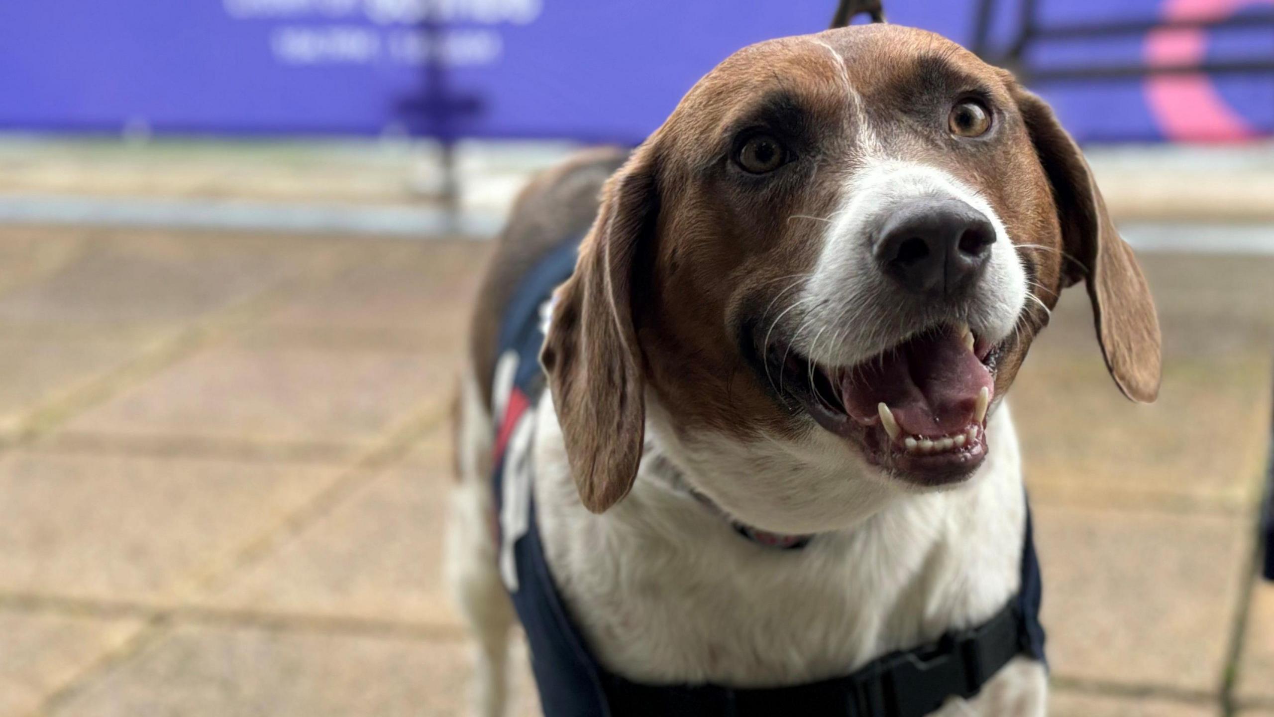 Keo the dog on a pavement with BBC Local branding behind. He is a white and brown dog.