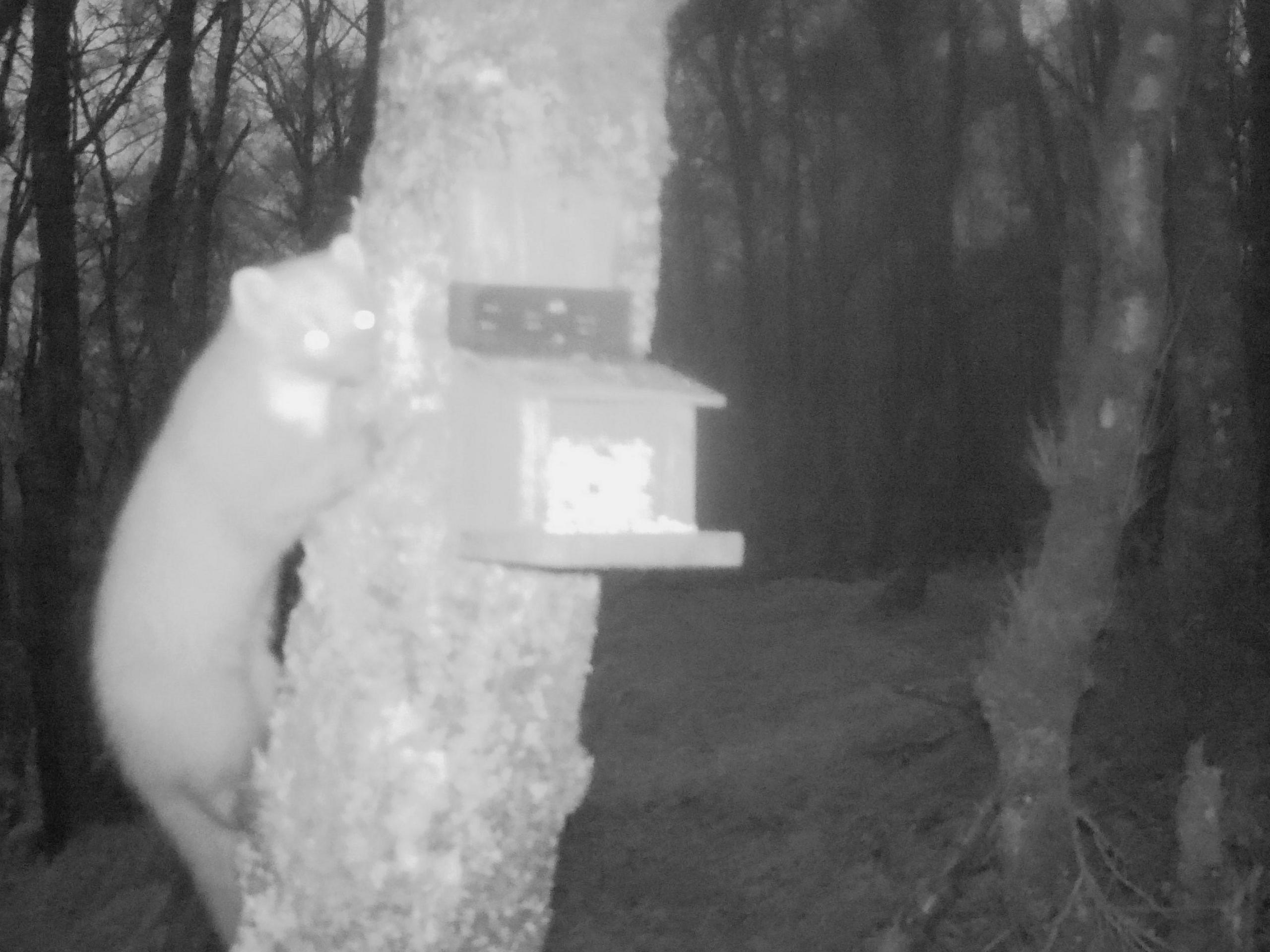 A pine marten at a squirrel feeder at night