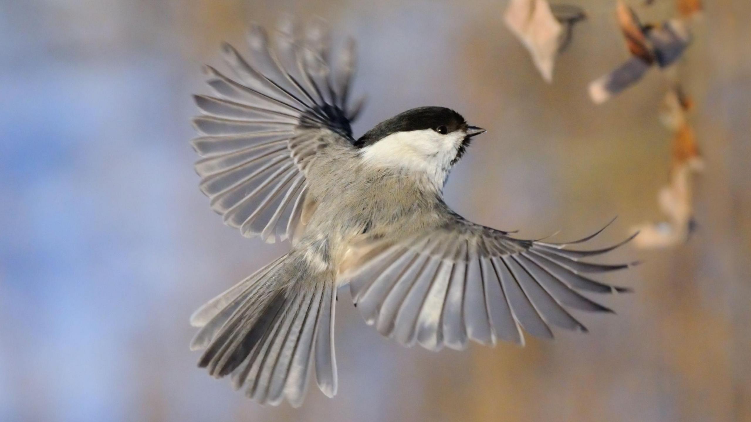 willow tit bird takes flight with its wings spread. 