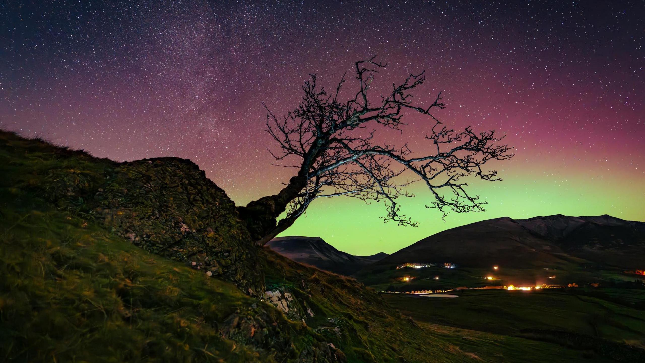 silhoutte of a bare tree protruding from the side of a hill. Behind in the night sky the aurora with purple and green colours shine bright