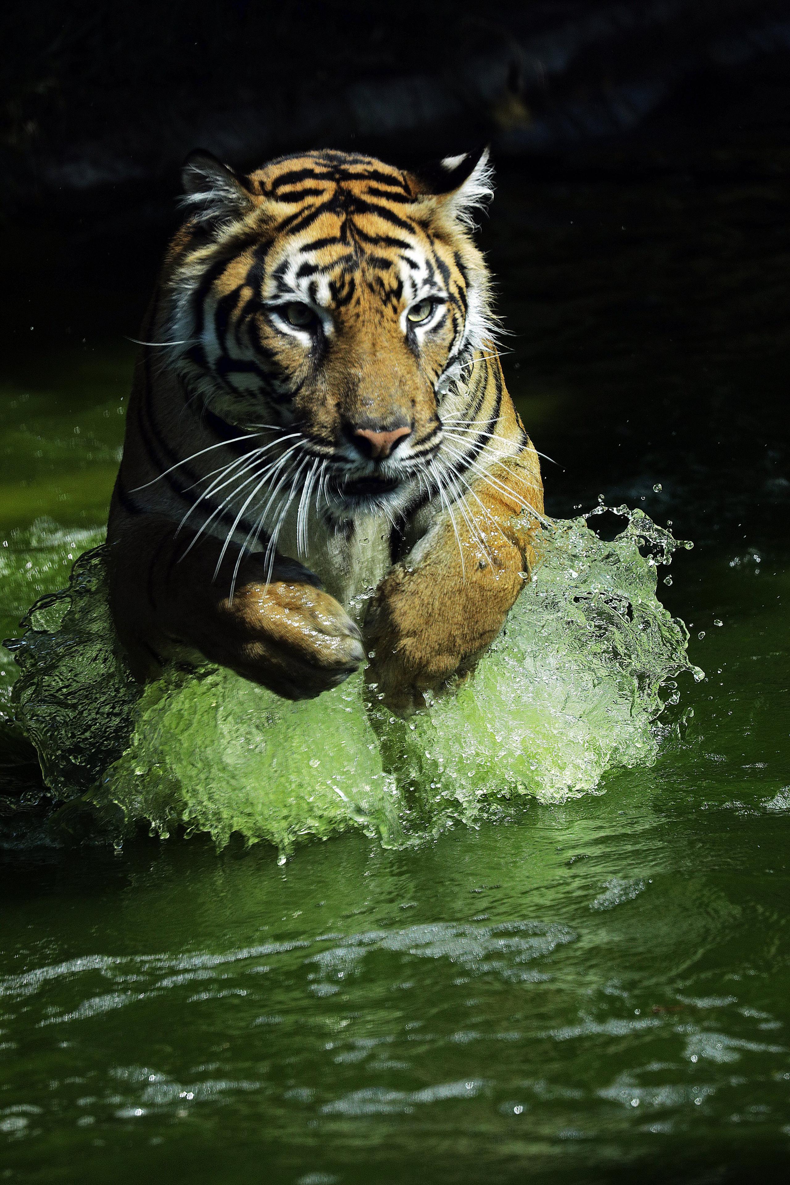 Sumatran tiger cub enjoying the water