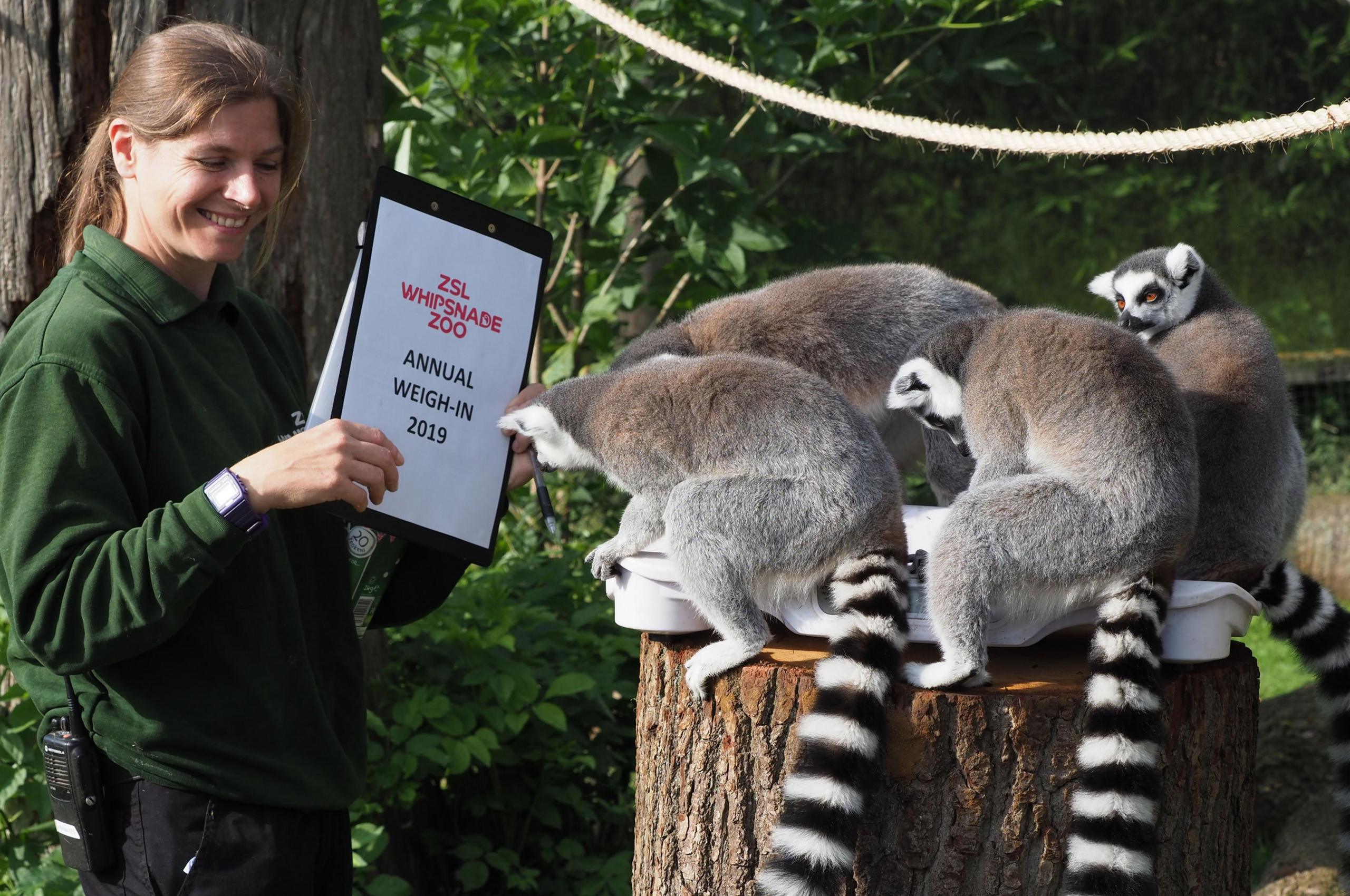 Ring-tailed-lemurs-getting-weighed-by-zookeeper.