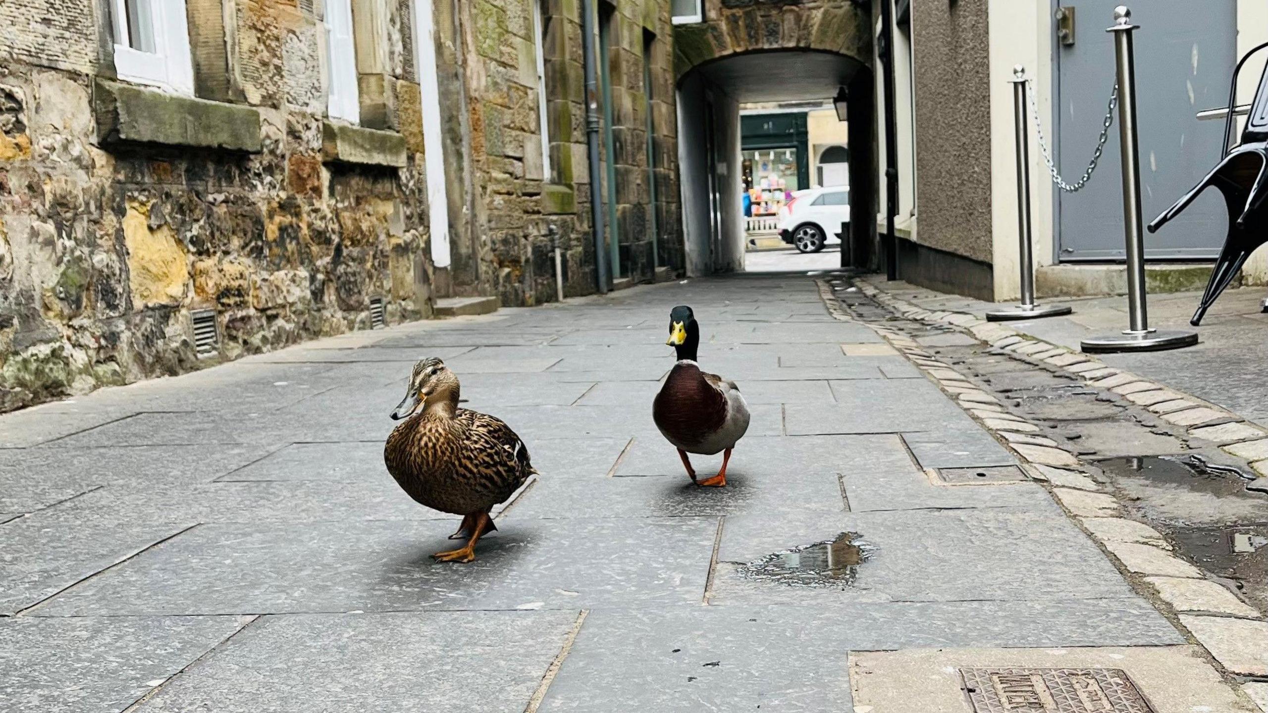 Two ducks in the middle of the street in St Andrews. The duck closest to the camera is brown. The one further away is brown with a green head and yellow bill.