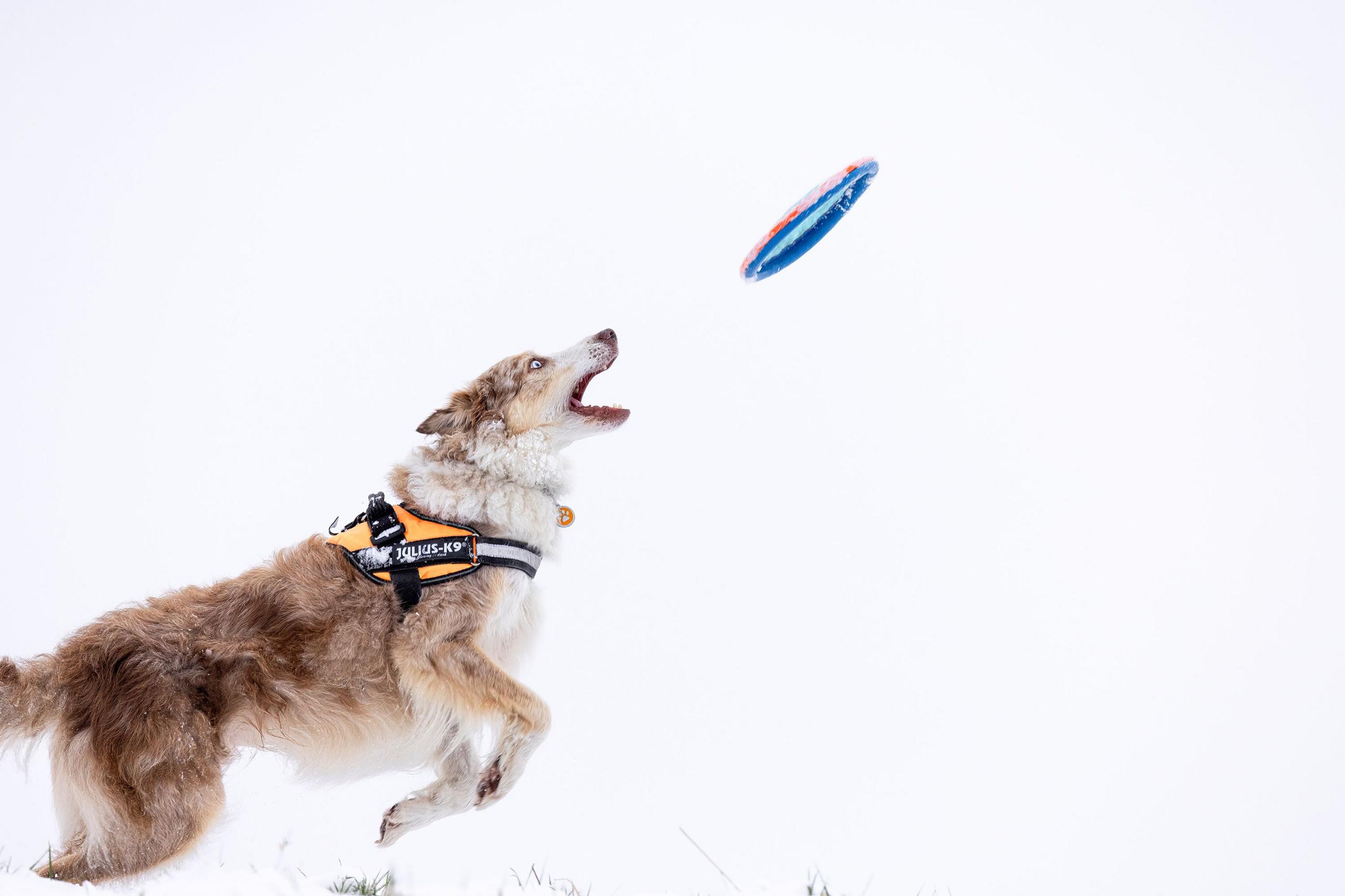 Collie playing with frisbee in the snow