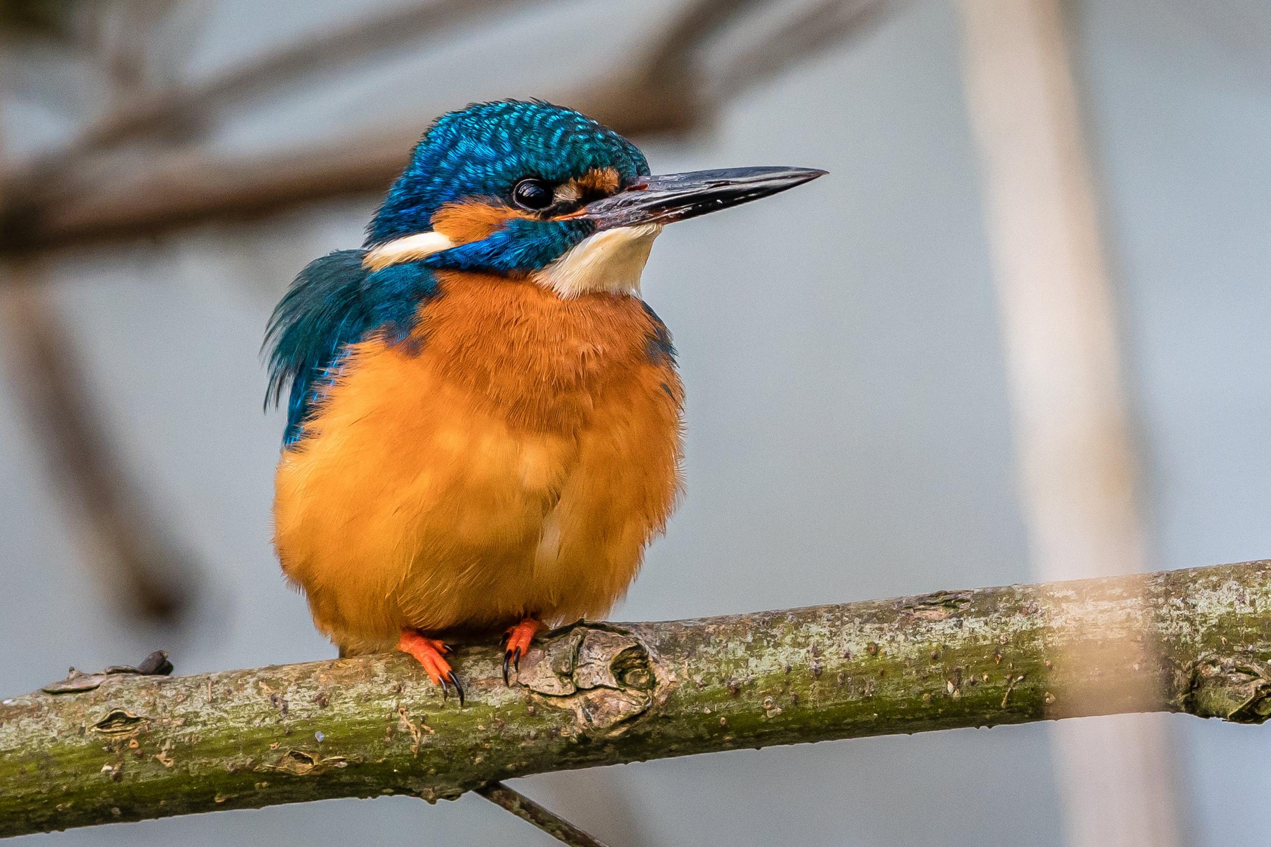 A fluffy kingfisher at Port Meadow