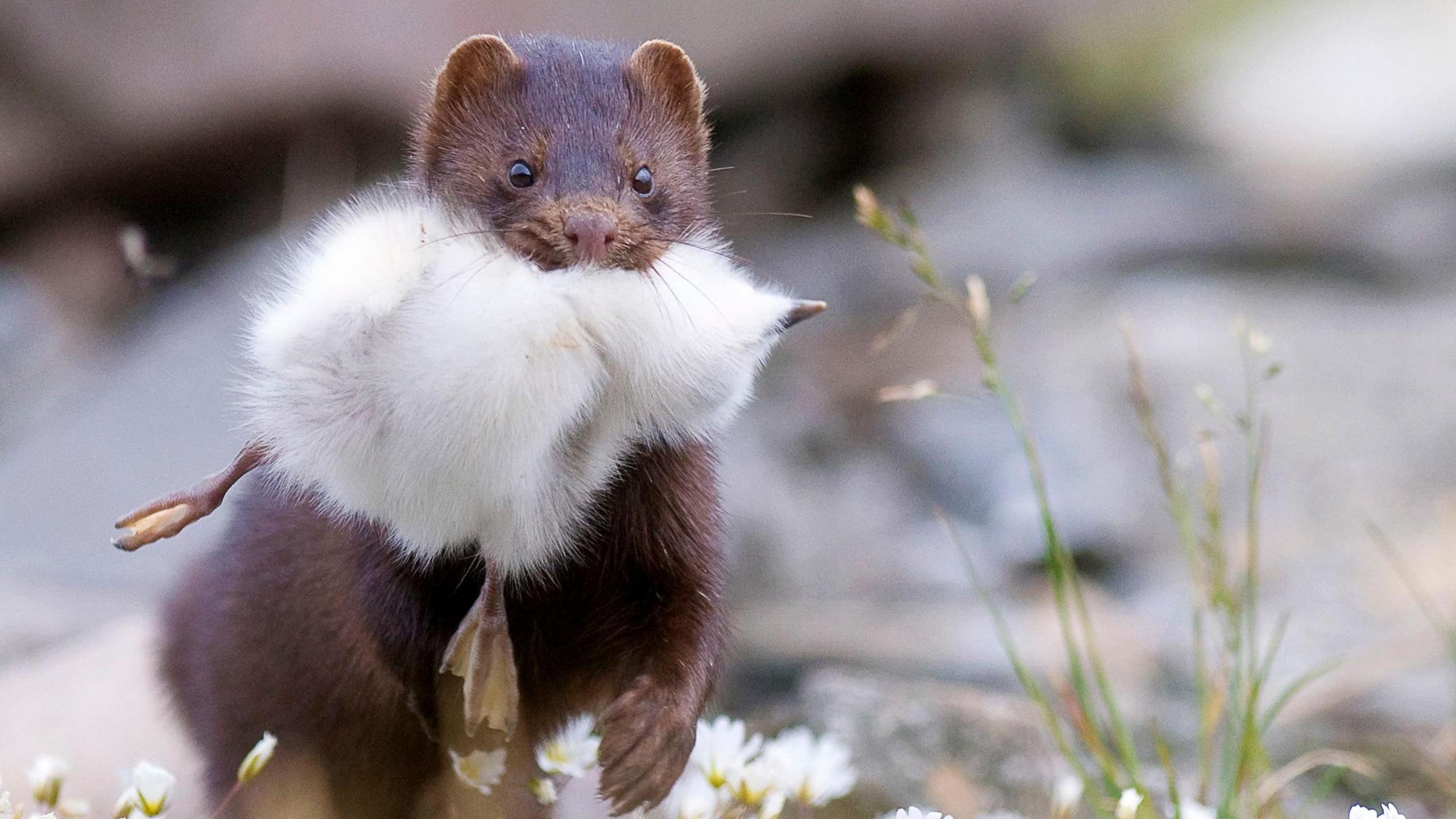 An American mink with a duckling in its mouth running past white flowers and grass