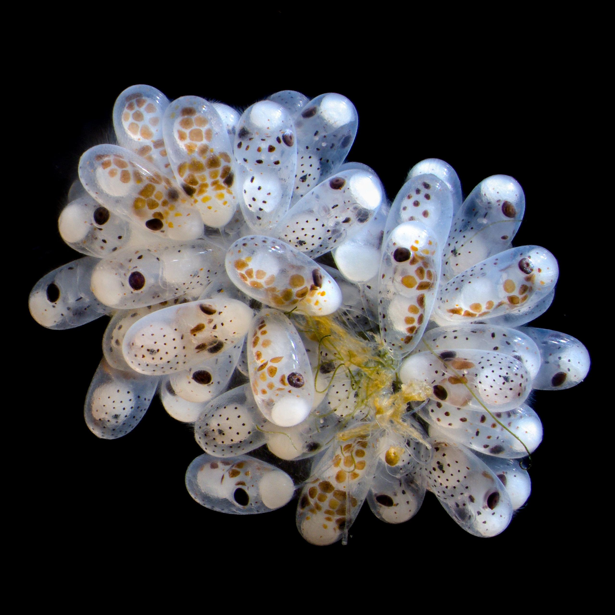 Octopus eggs