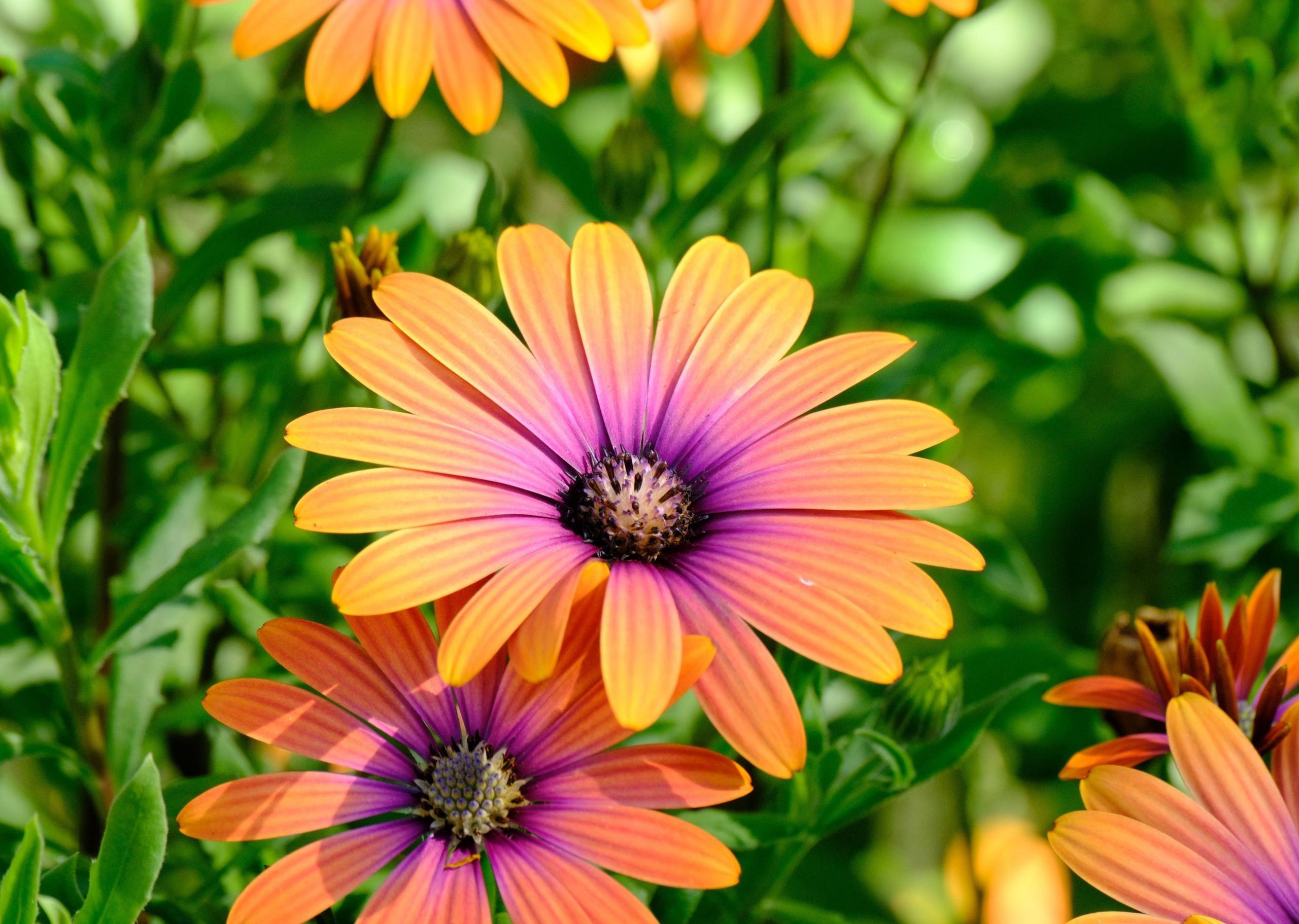 A clear close-up of some Osteospermum, also called 'purple sun' African Daisies, a lovely flower with purple centres, turning to a bright pinky orange on the edges.