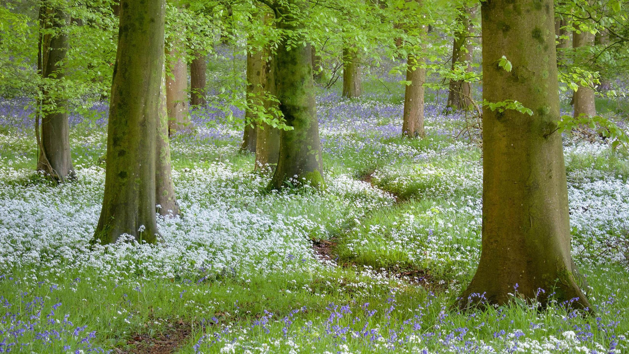 Wiggle Wandering" by Ian Brierley, which has won third place in the South Downs National Park's Annual Photo Competition. Image shows a winding path going through bluebells and flowers in woodland near Chichester