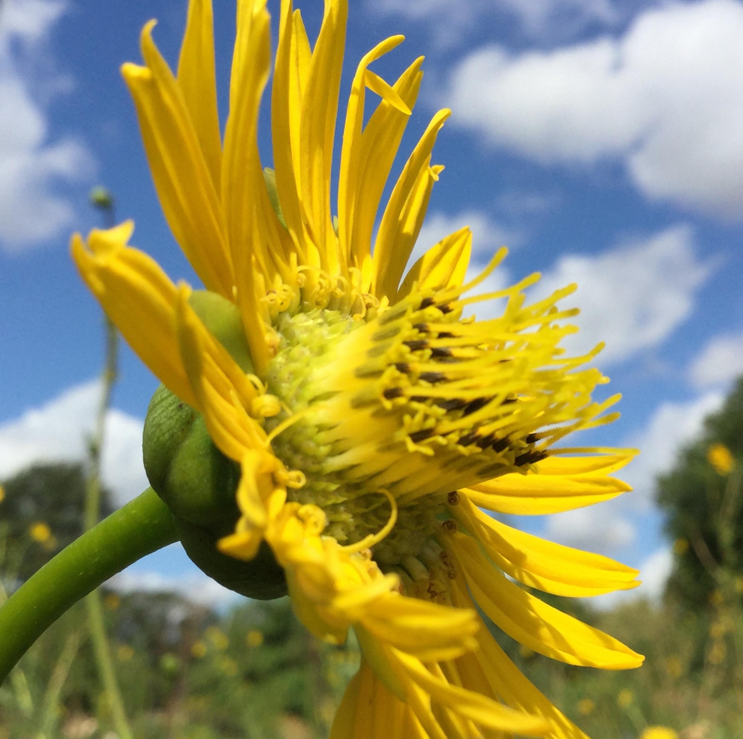 A flower in Oxford's botanical garden