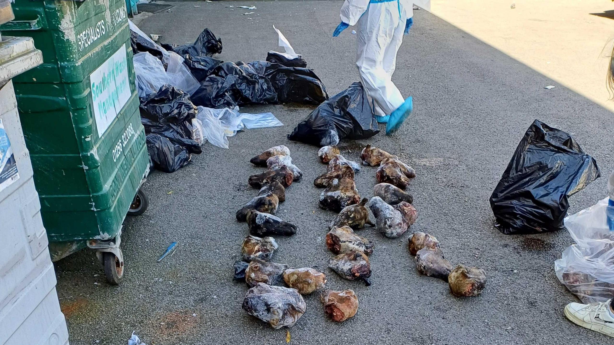 An image of frozen sheep heads on a pavement