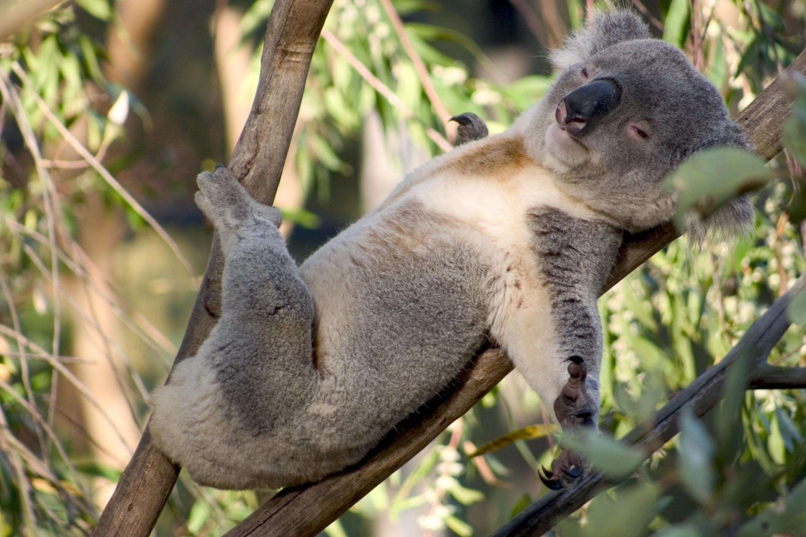 koala-asleep-in-a-tree