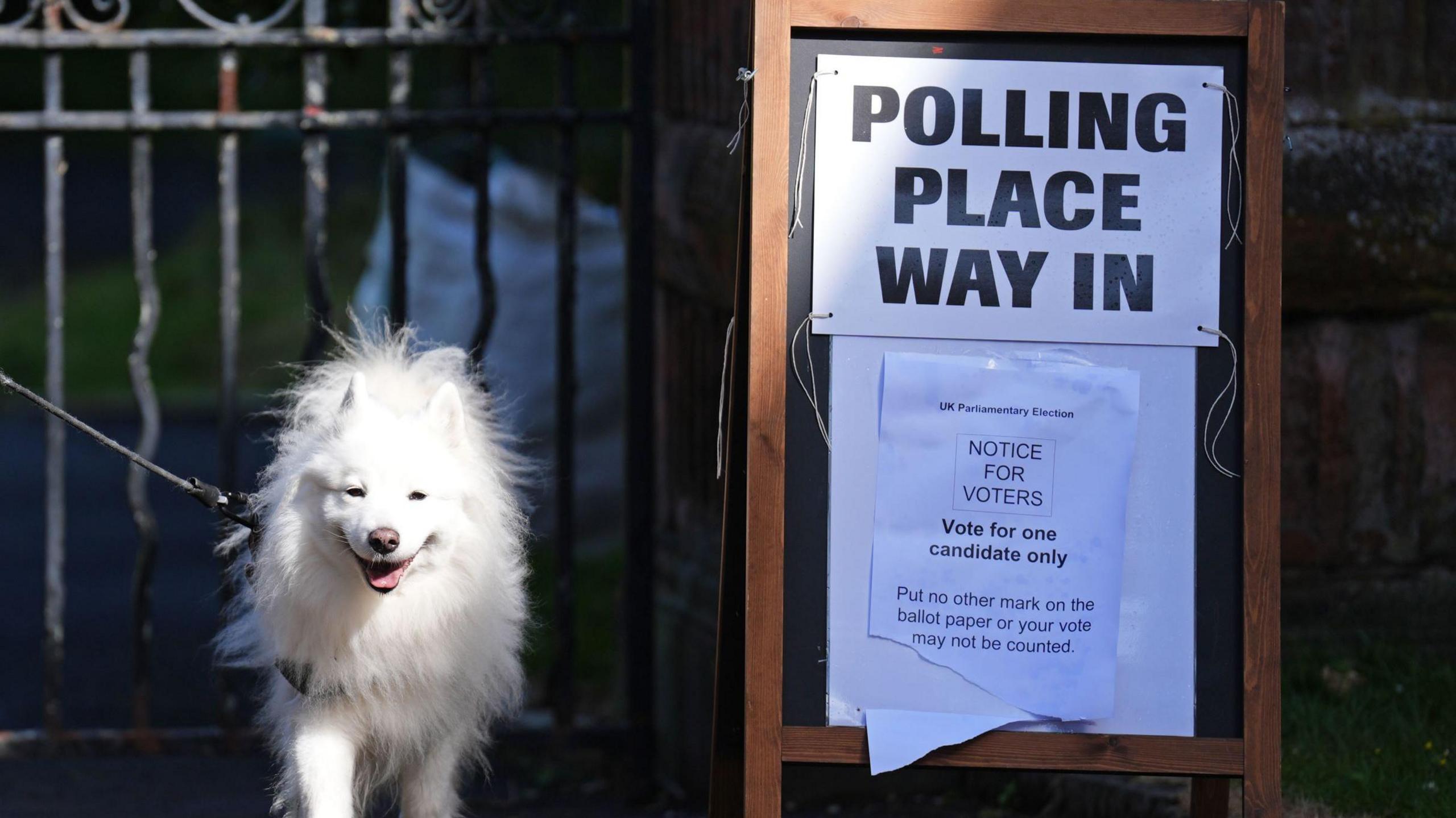 A dog outside a Glasgow polling station