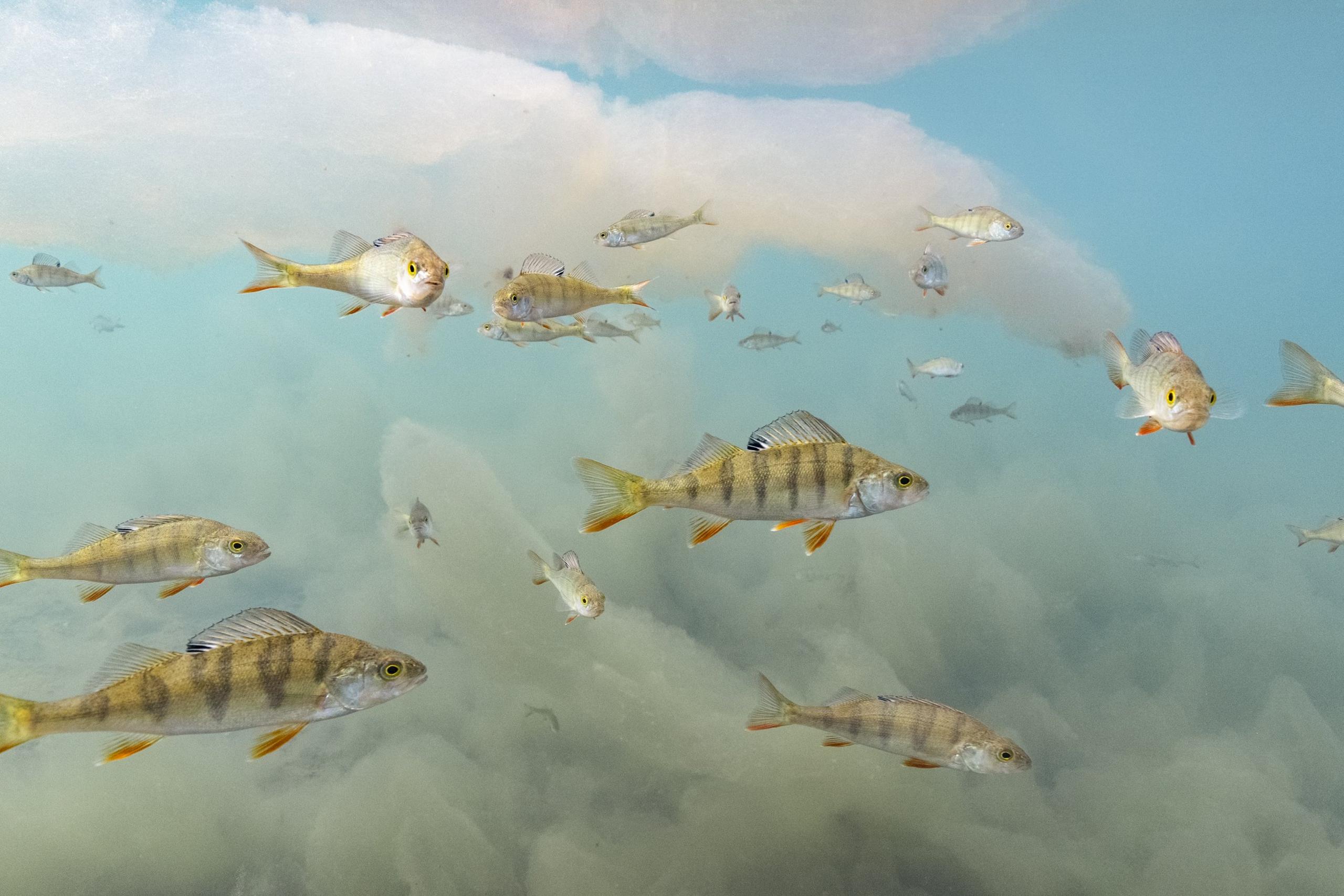 fish amongst billowing white algae