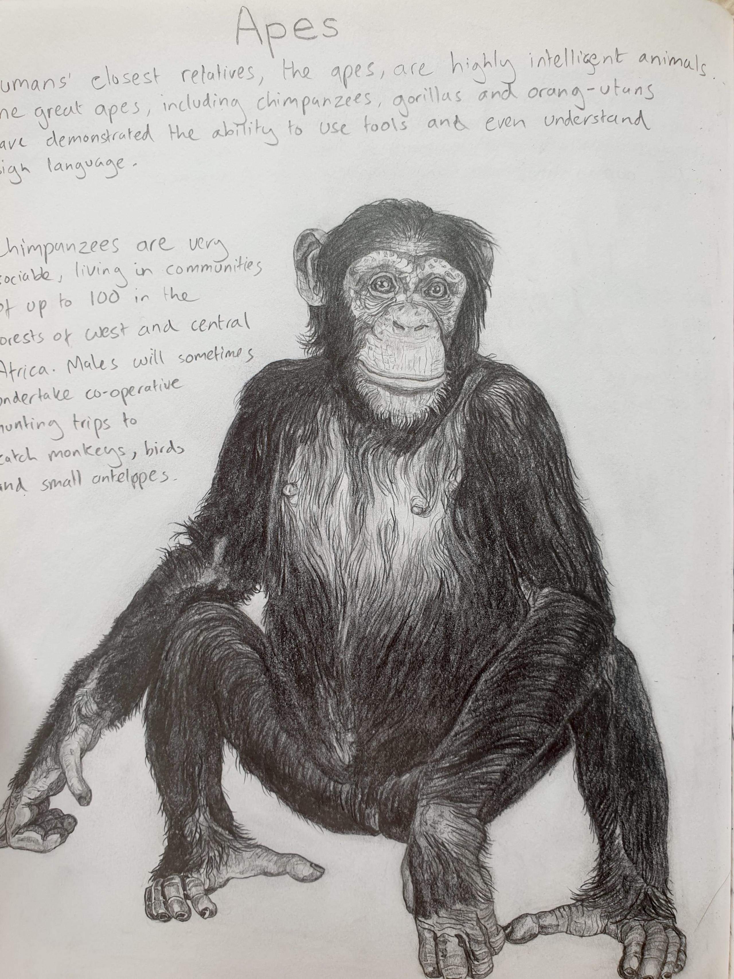 Josh's book of animals, page on apes