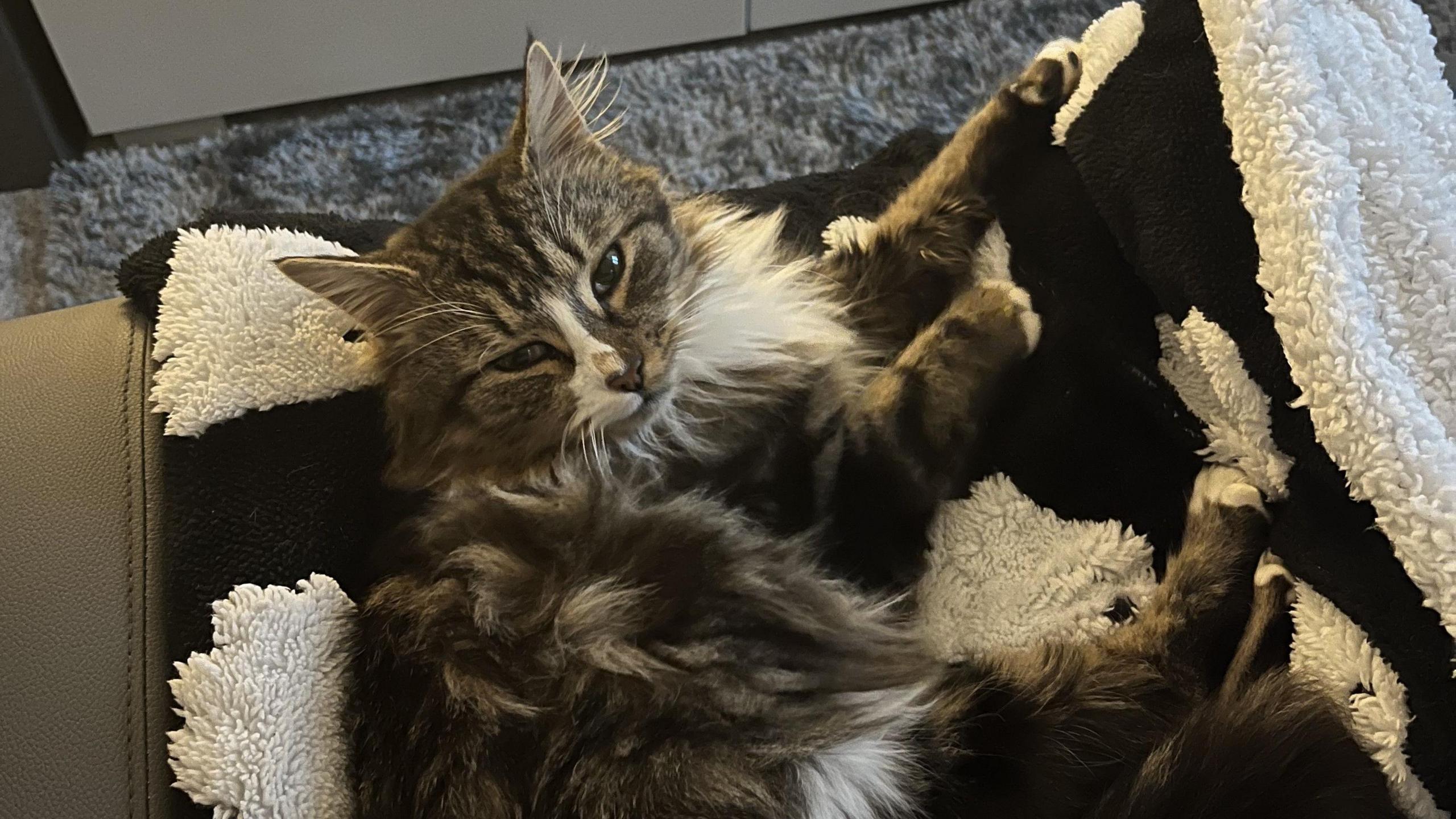 Tabby cat Rhubarb lying on the chair on a blanket