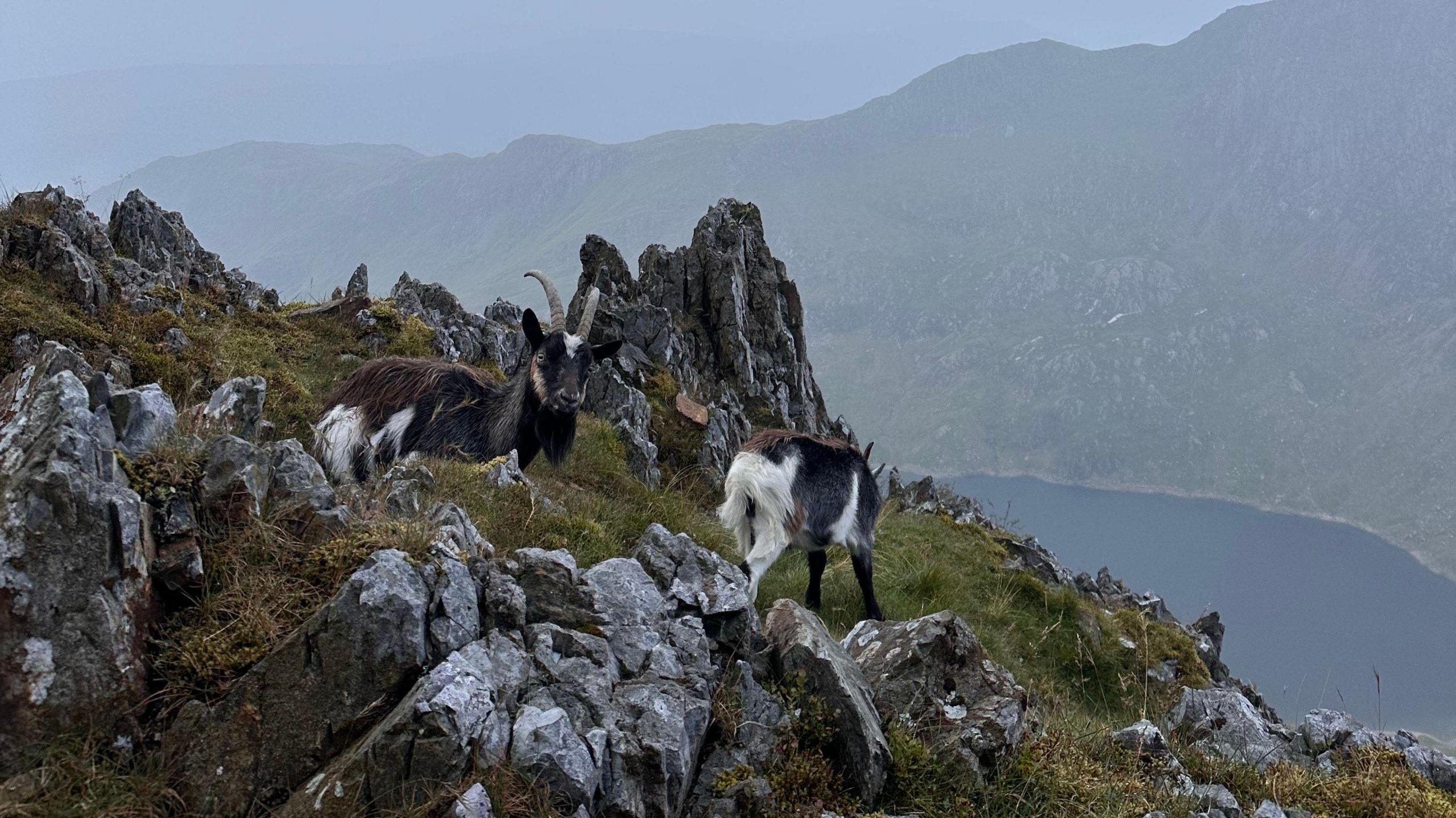 A craggy rock on a mountain top with two horned black and white goats, one looking at the camera. There is a lake in the valley below