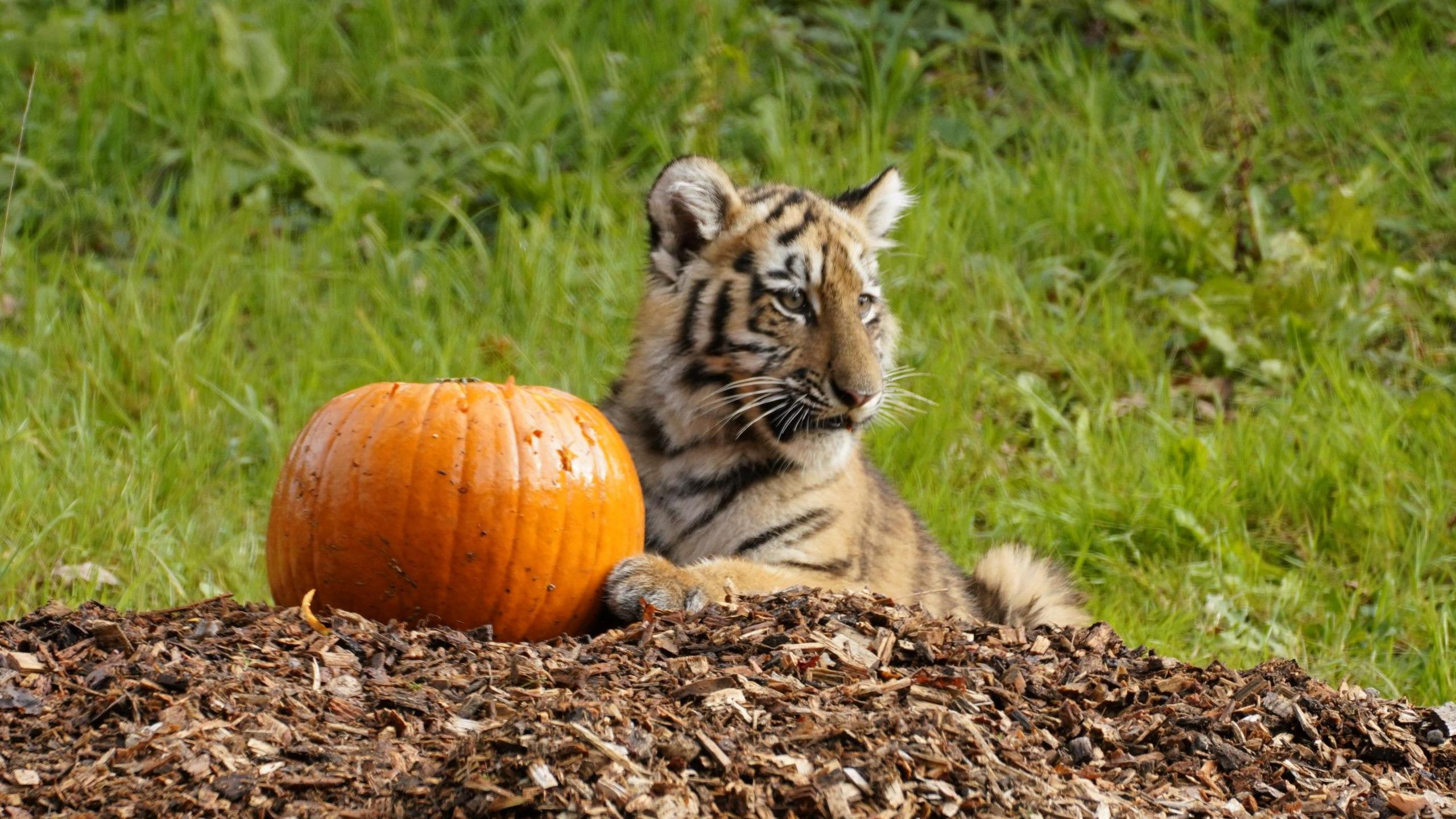 A tiger sub sites on the grassy ground looking to the right with a pumpkin in front of it between its paws