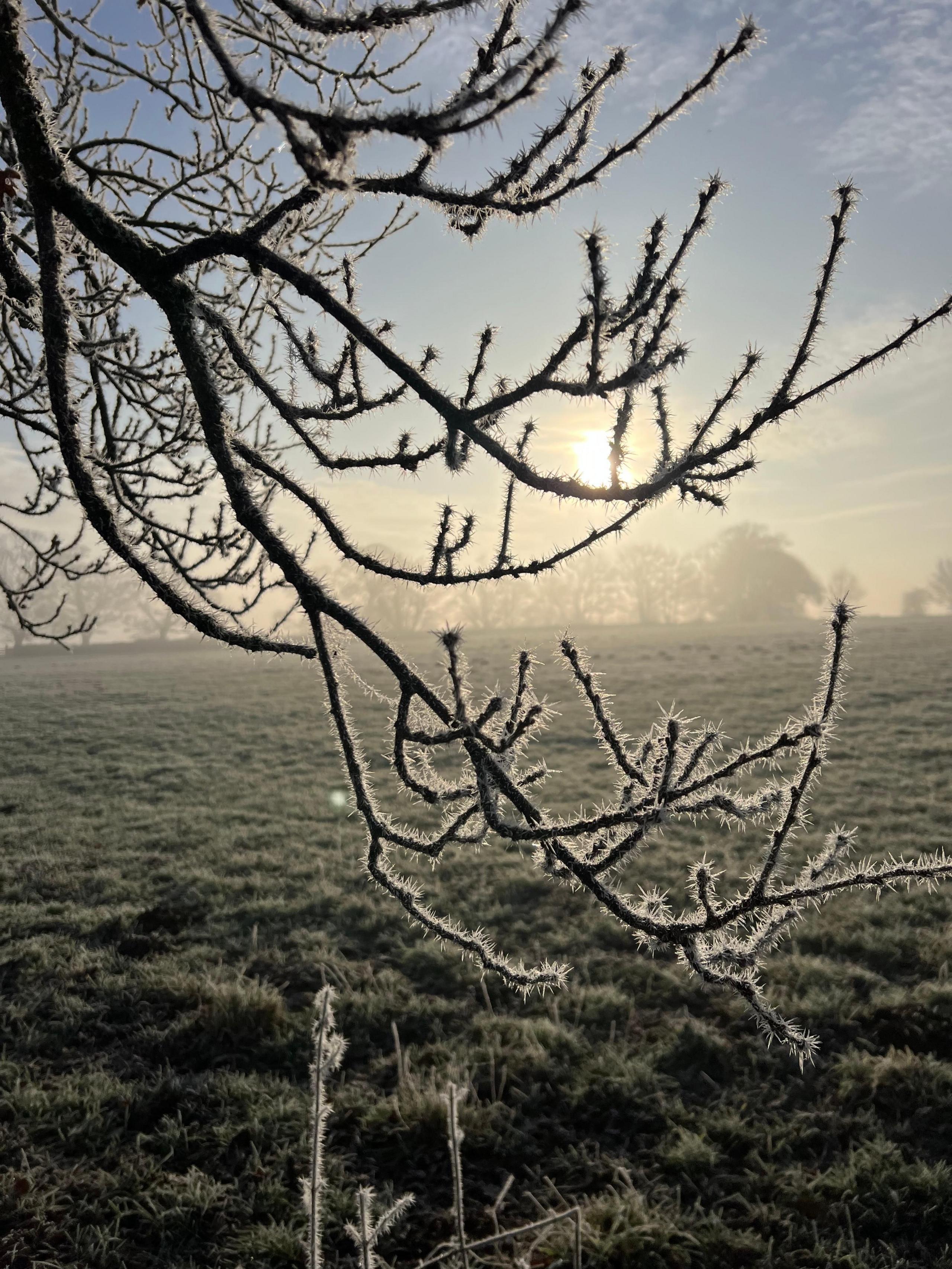 The sun is rising over a frosty green field with brown branches of a tree leaning towards the ground.