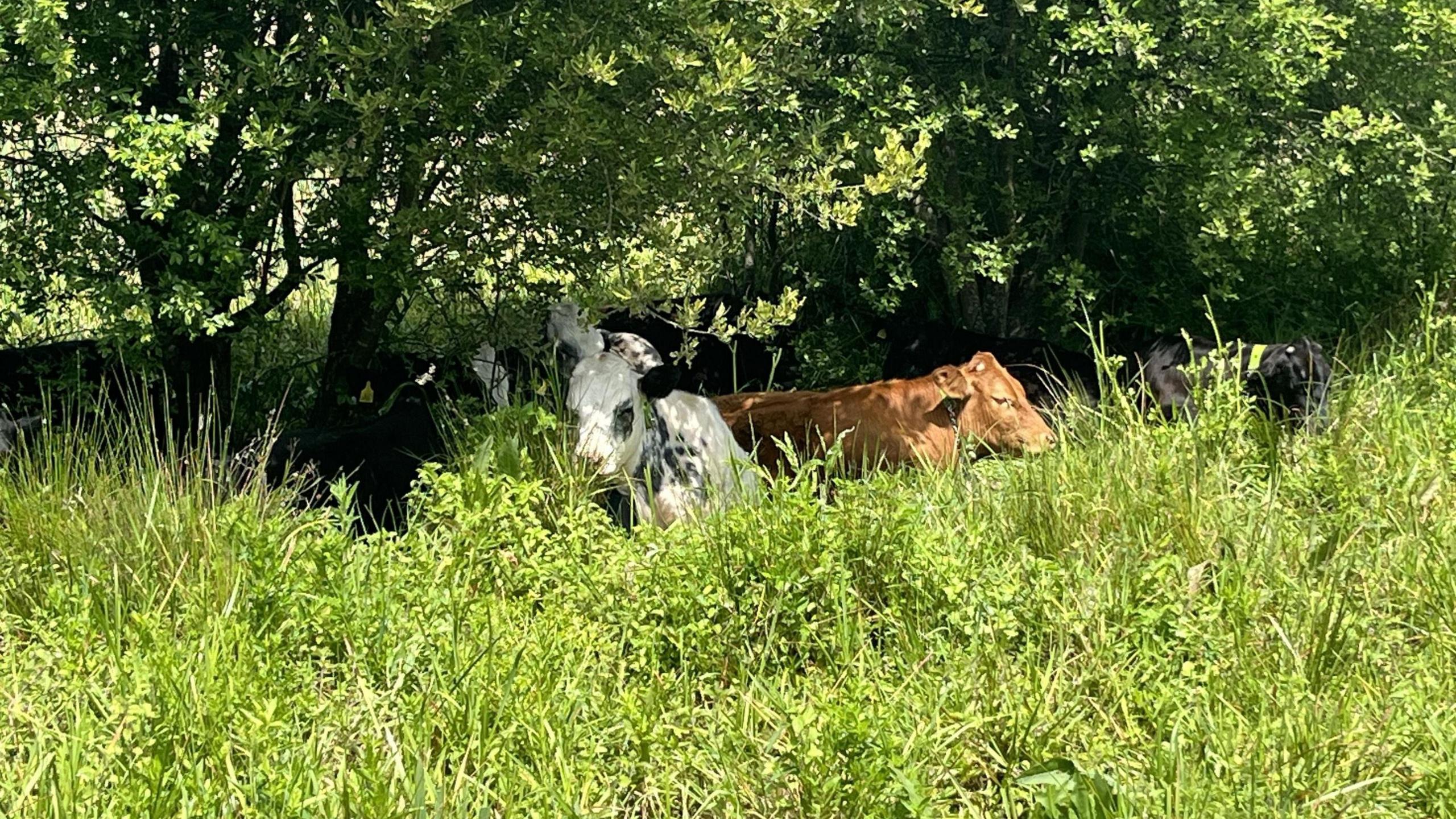 Four cows sitting together in long grass under the shade of a tree. One cow is white with black marks, another is brown, and two are black.