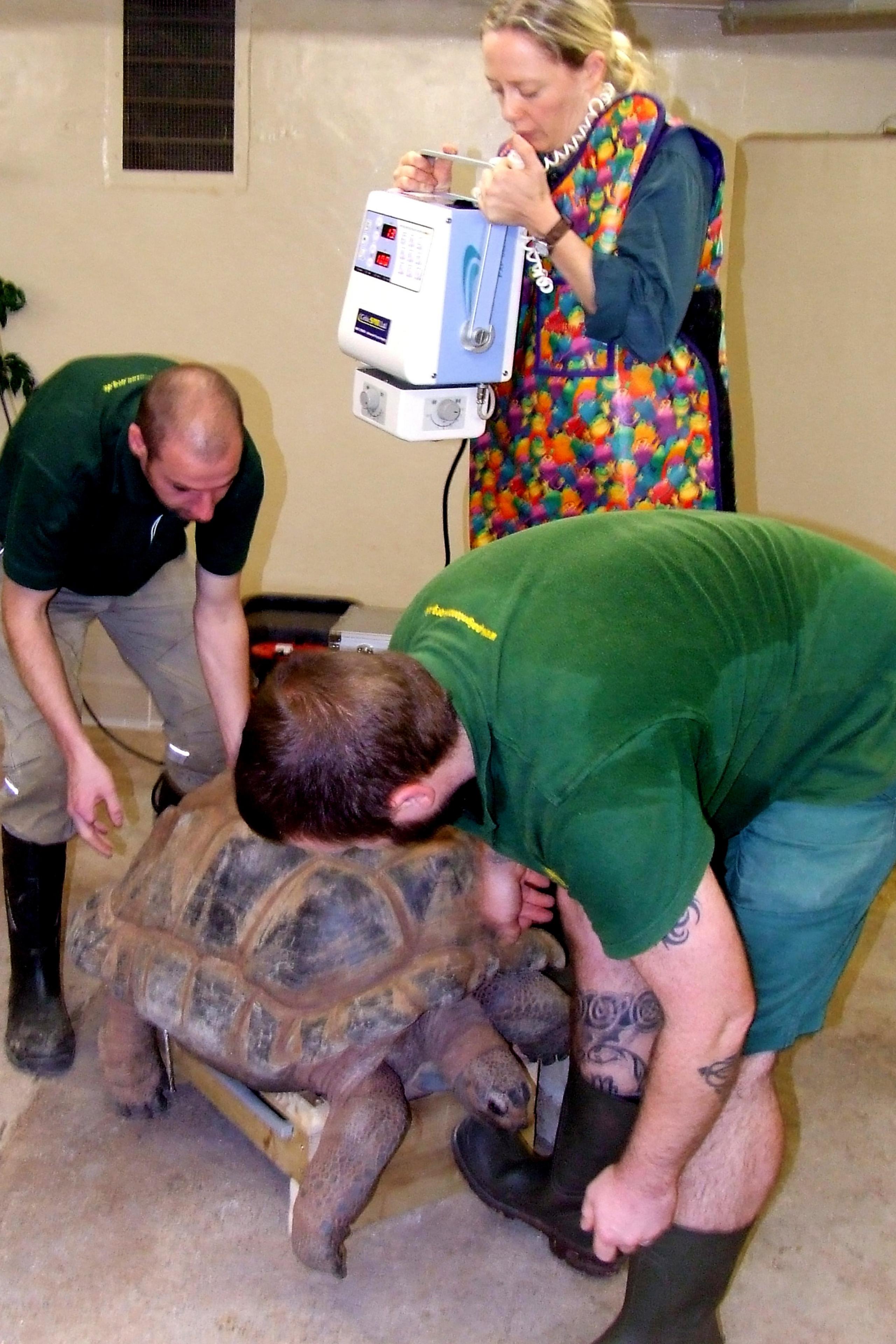 Giant tortoise being x-rayed